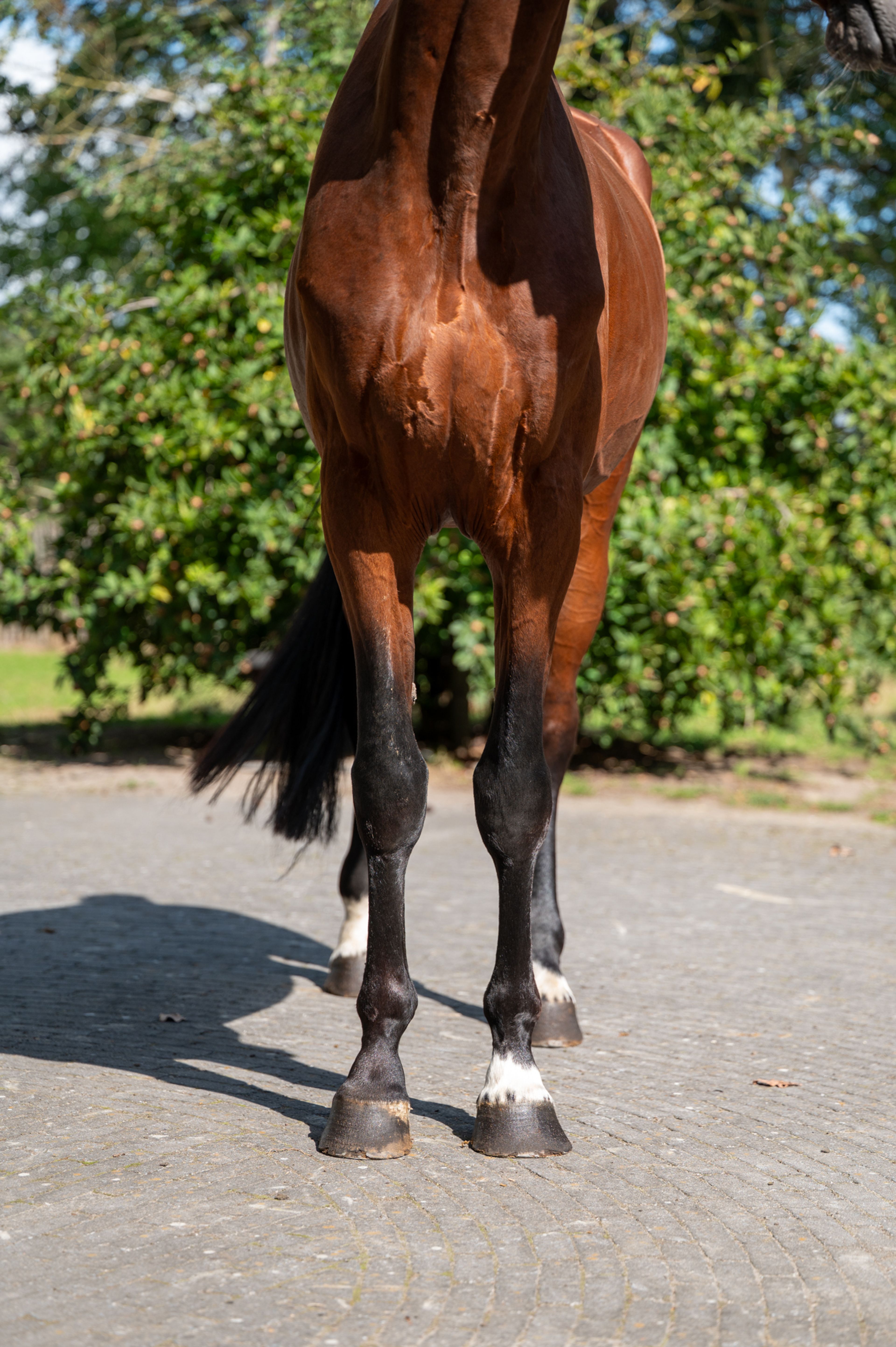 Caman MJ ☆ (CASSALO VD GRASHOEVE x BY CERA D'ICK) - Image 10