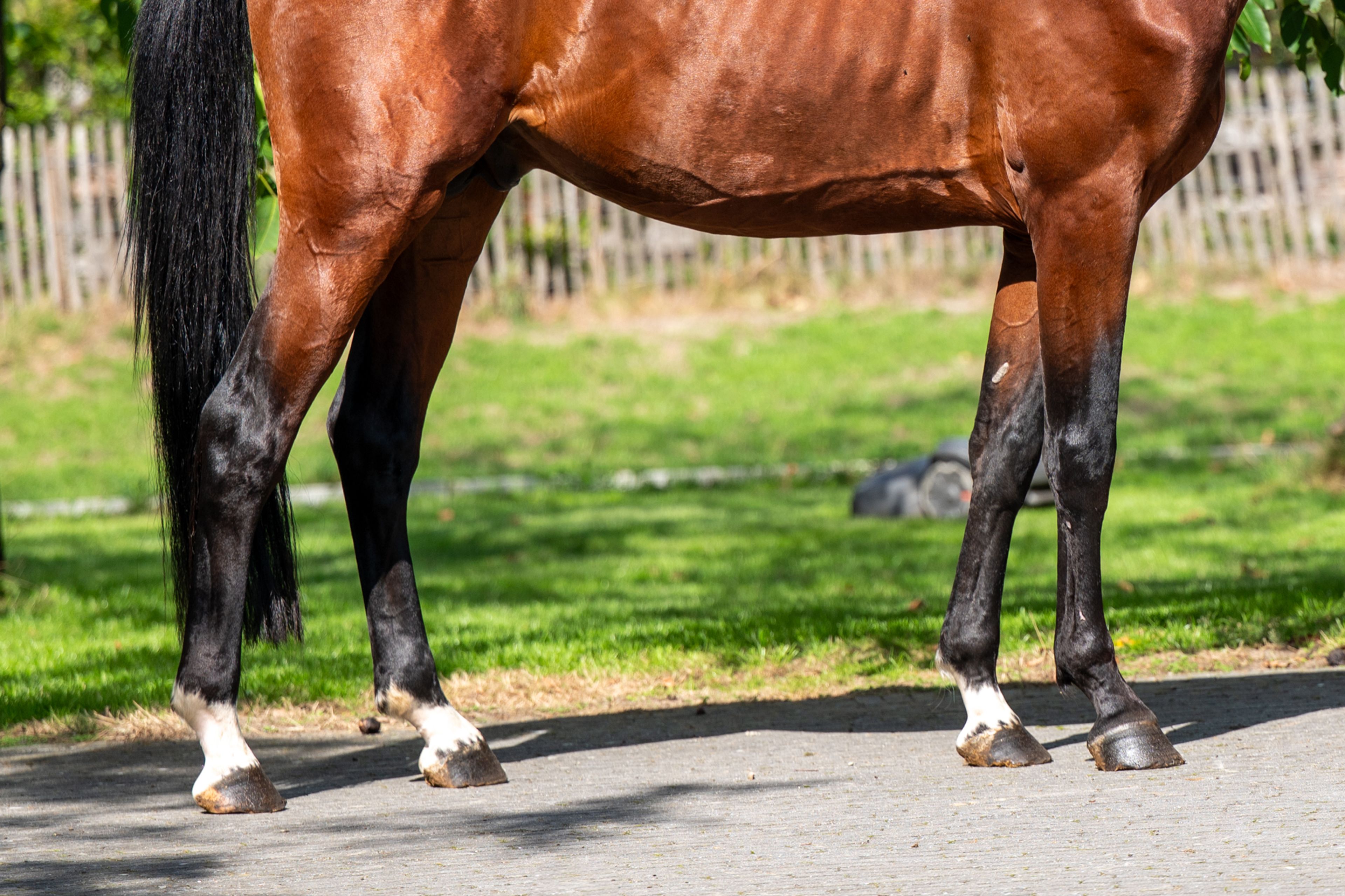 Caman MJ ☆ (CASSALO VD GRASHOEVE x BY CERA D'ICK) - Image 12