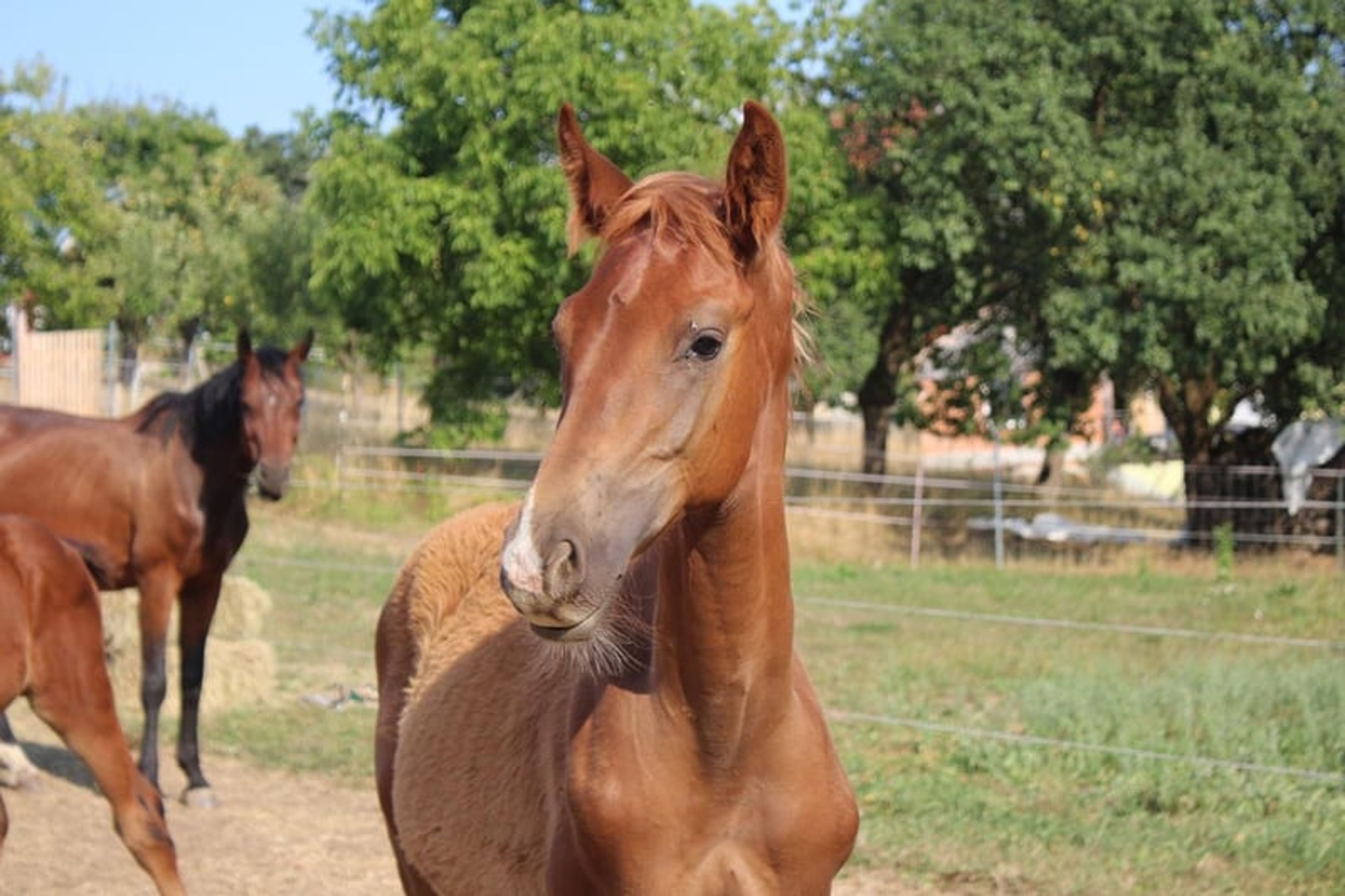 Hannoverian colt by Bon Courage