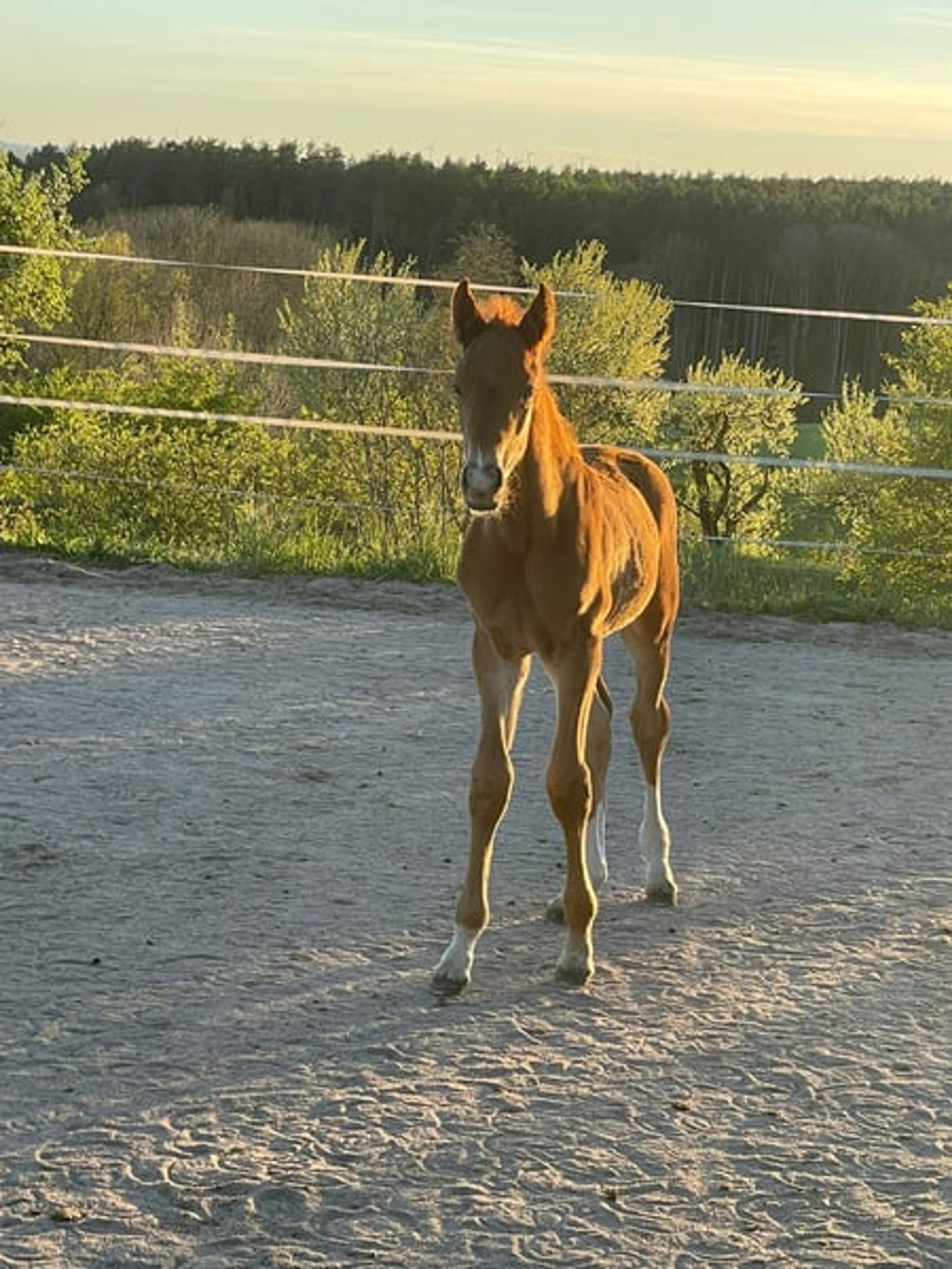 Hannoverian colt by Bon Courage video 2