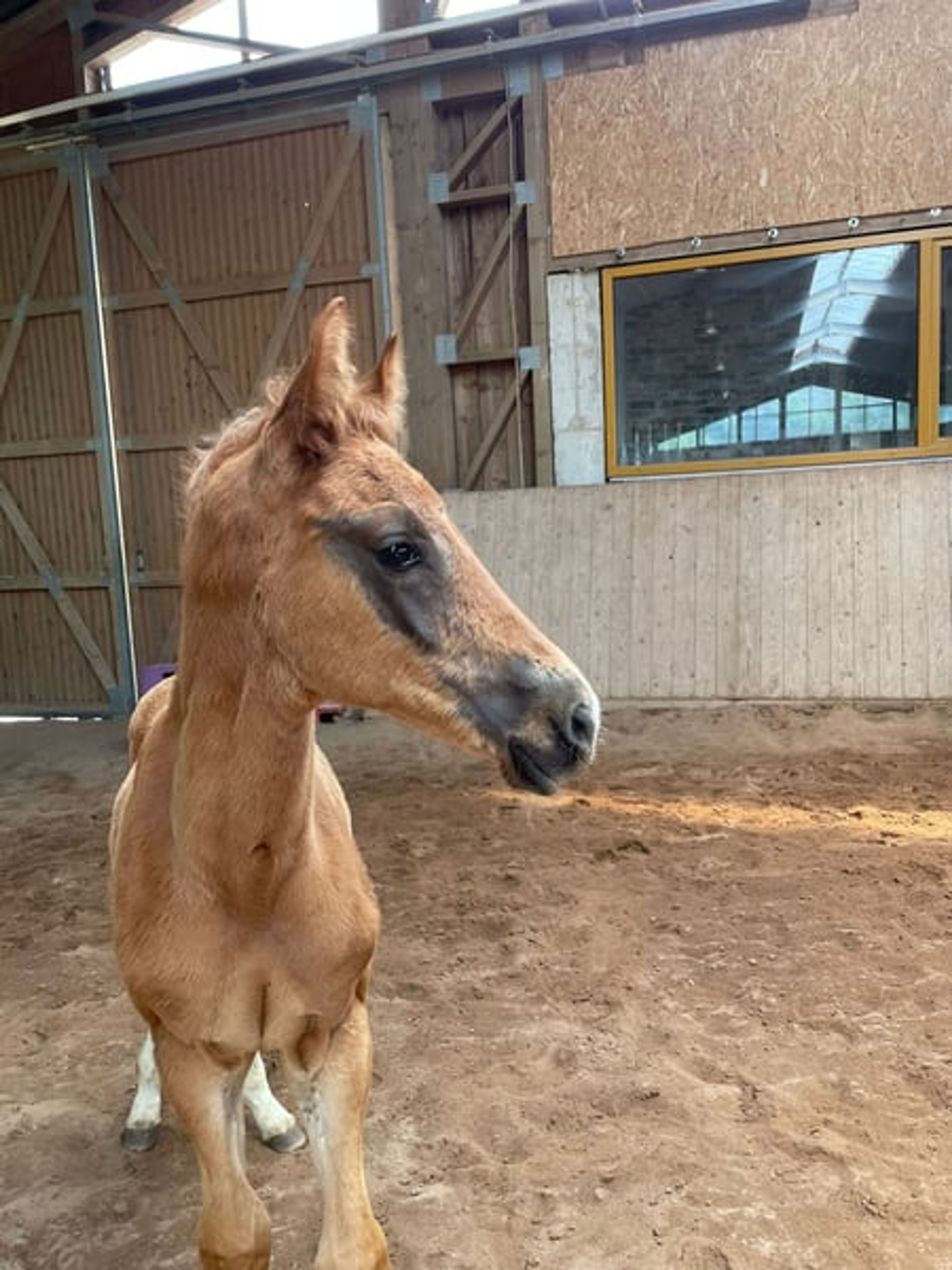 Hannoverian colt by Bon Courage - Image 3