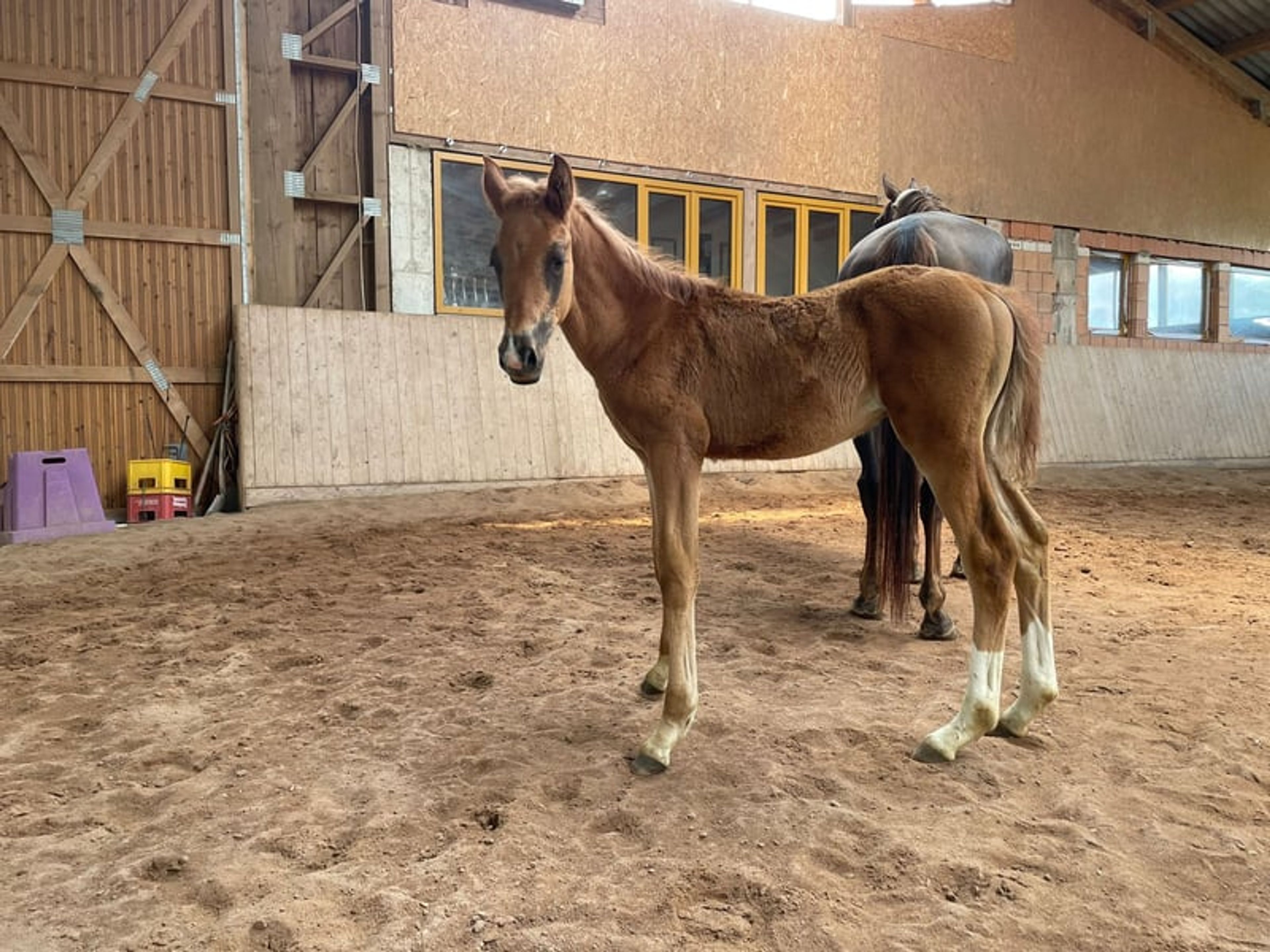 Hannoverian colt by Bon Courage - Image 4