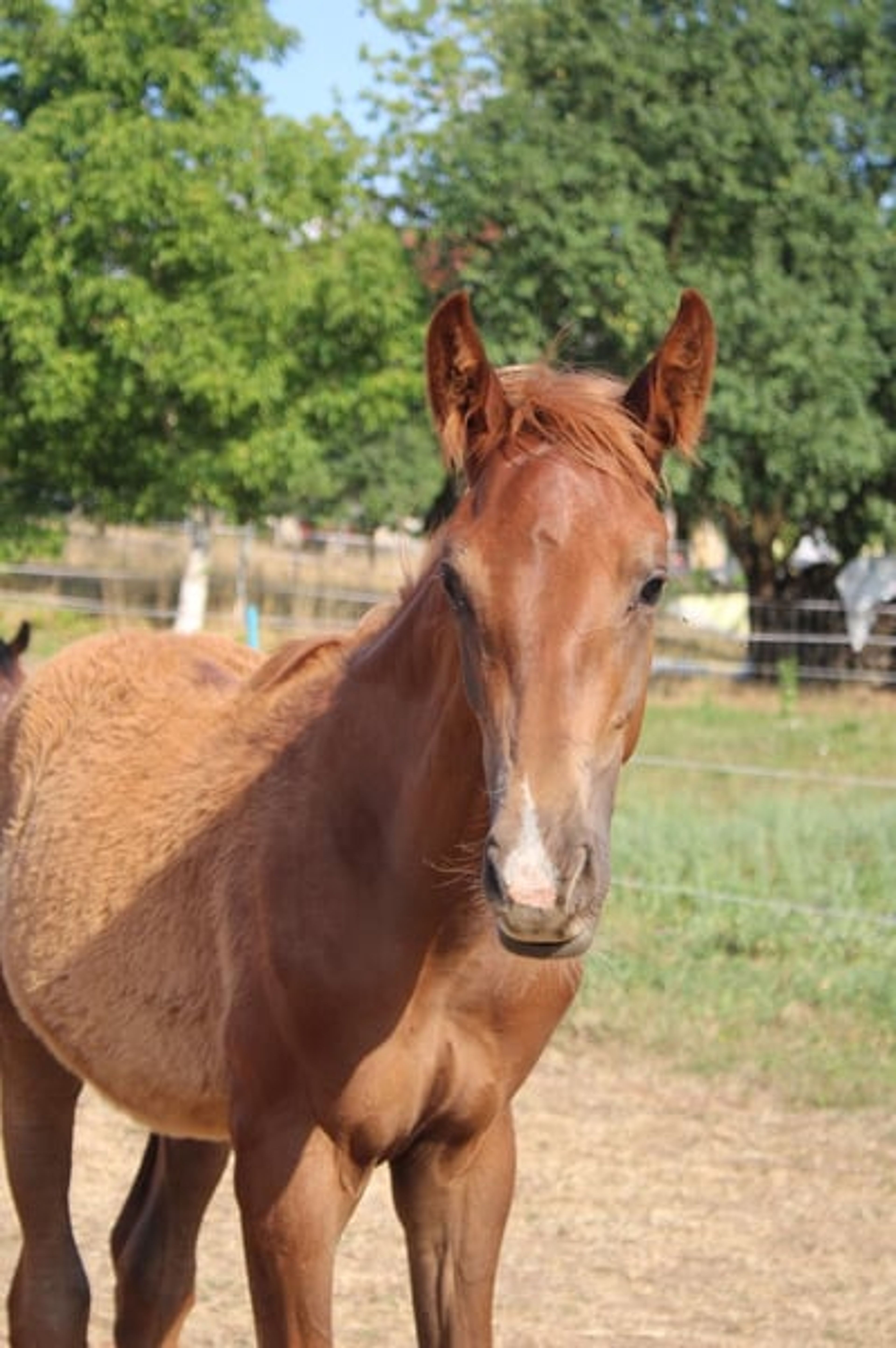 Hannoverian colt by Bon Courage - Image 5