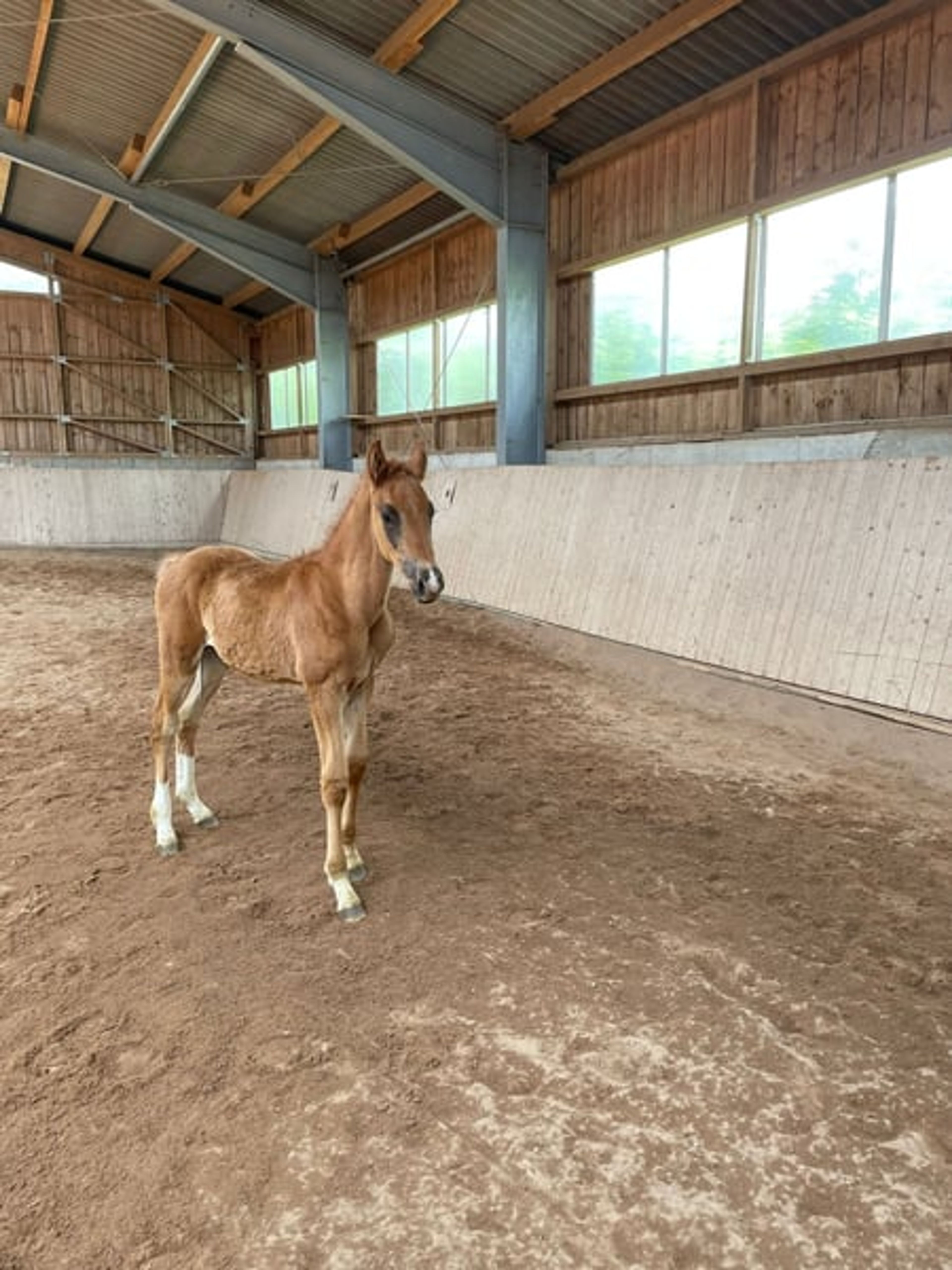 Hannoverian colt by Bon Courage - Image 6