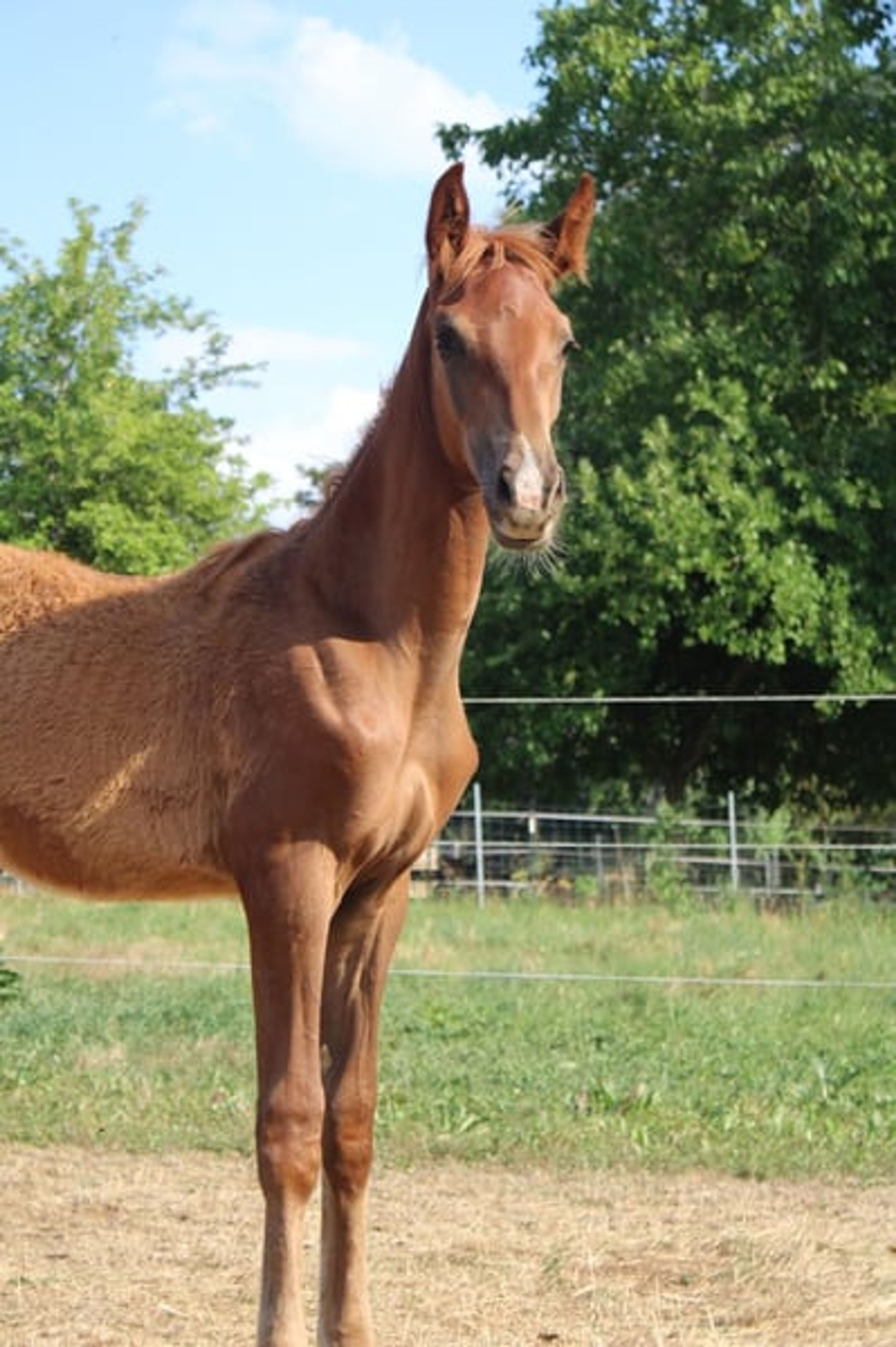 Hannoverian colt by Bon Courage - Image 7