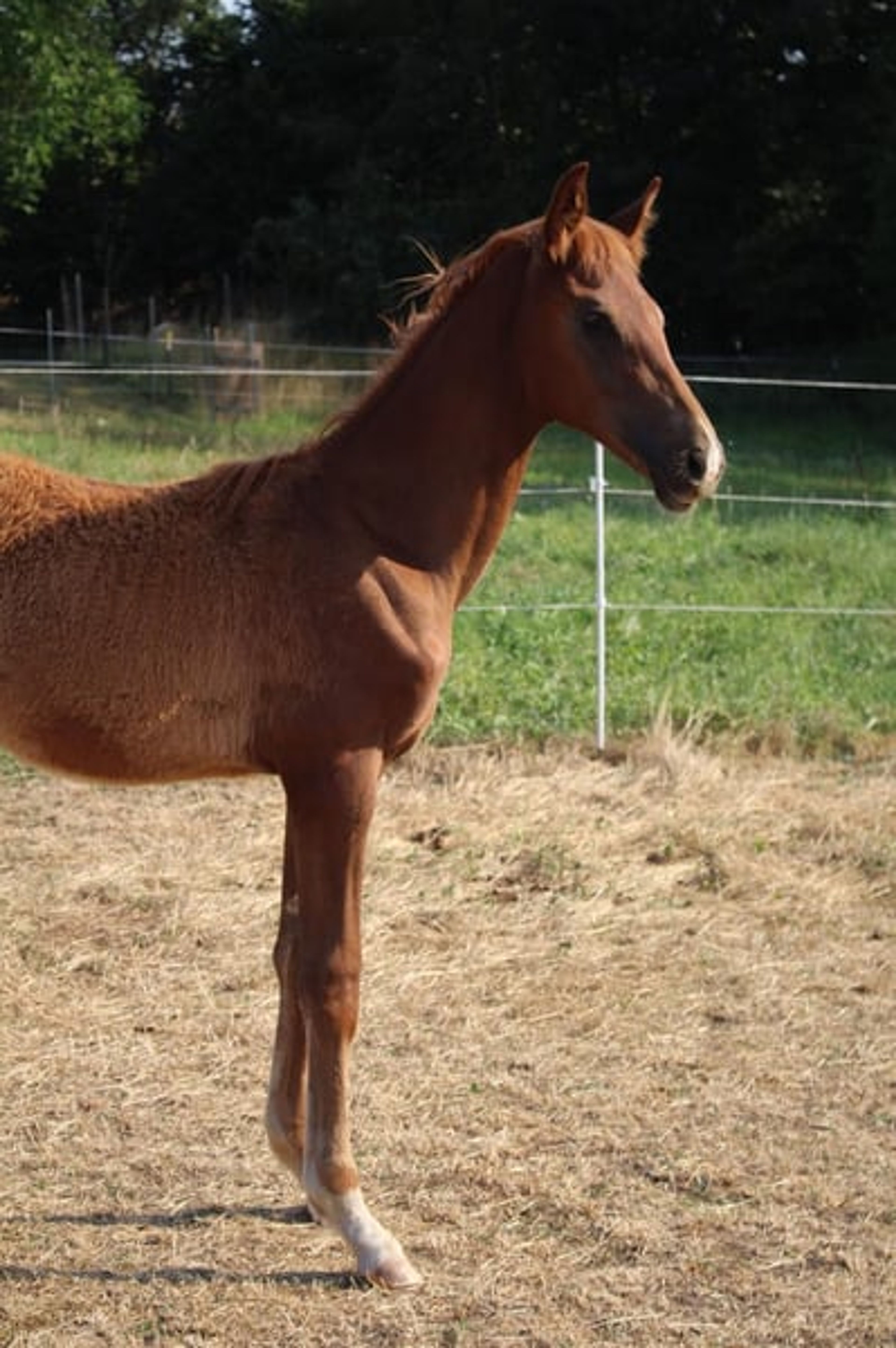 Hannoverian colt by Bon Courage - Image 8