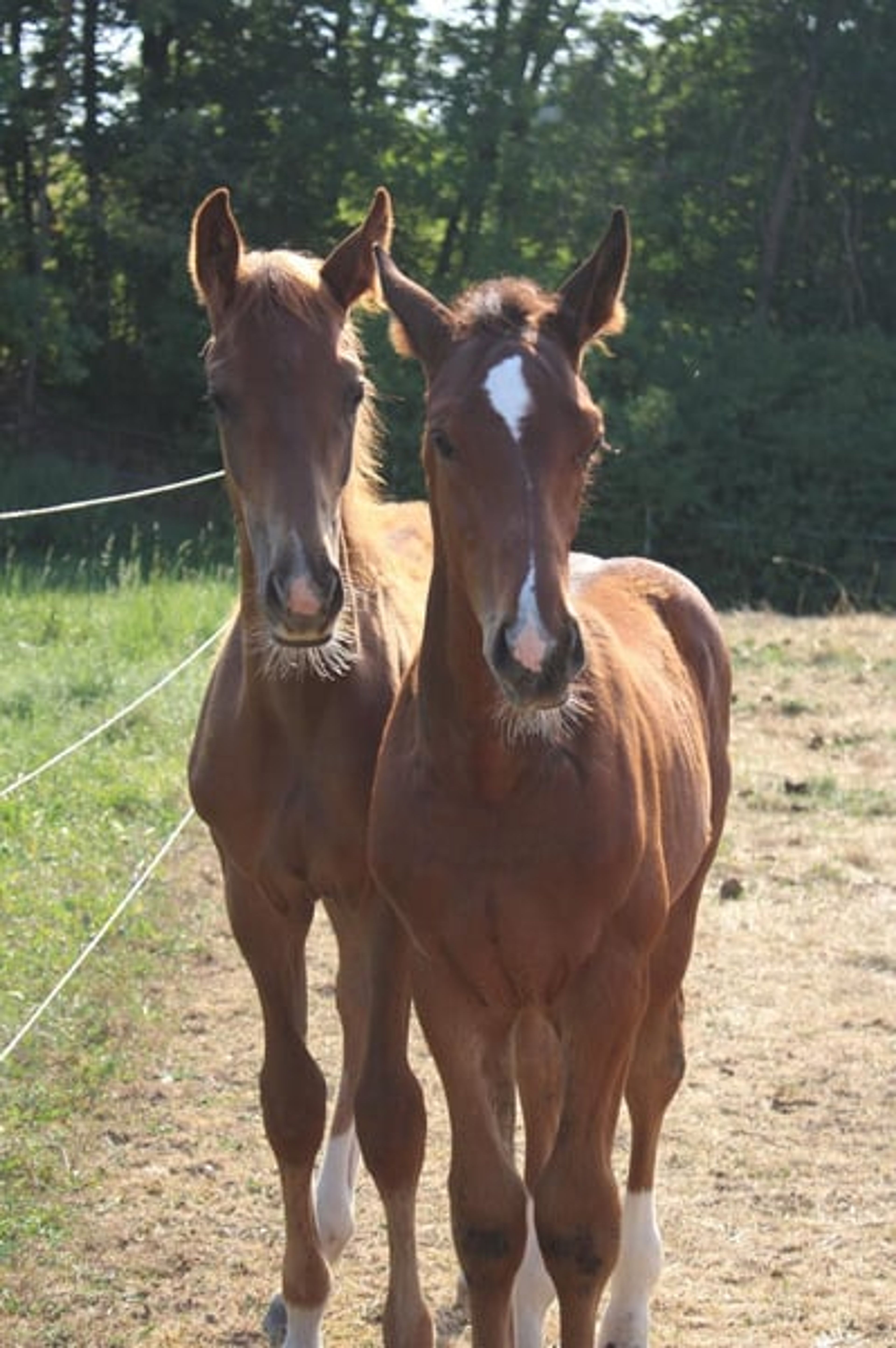 Hannoverian colt by Bon Courage - Image 9