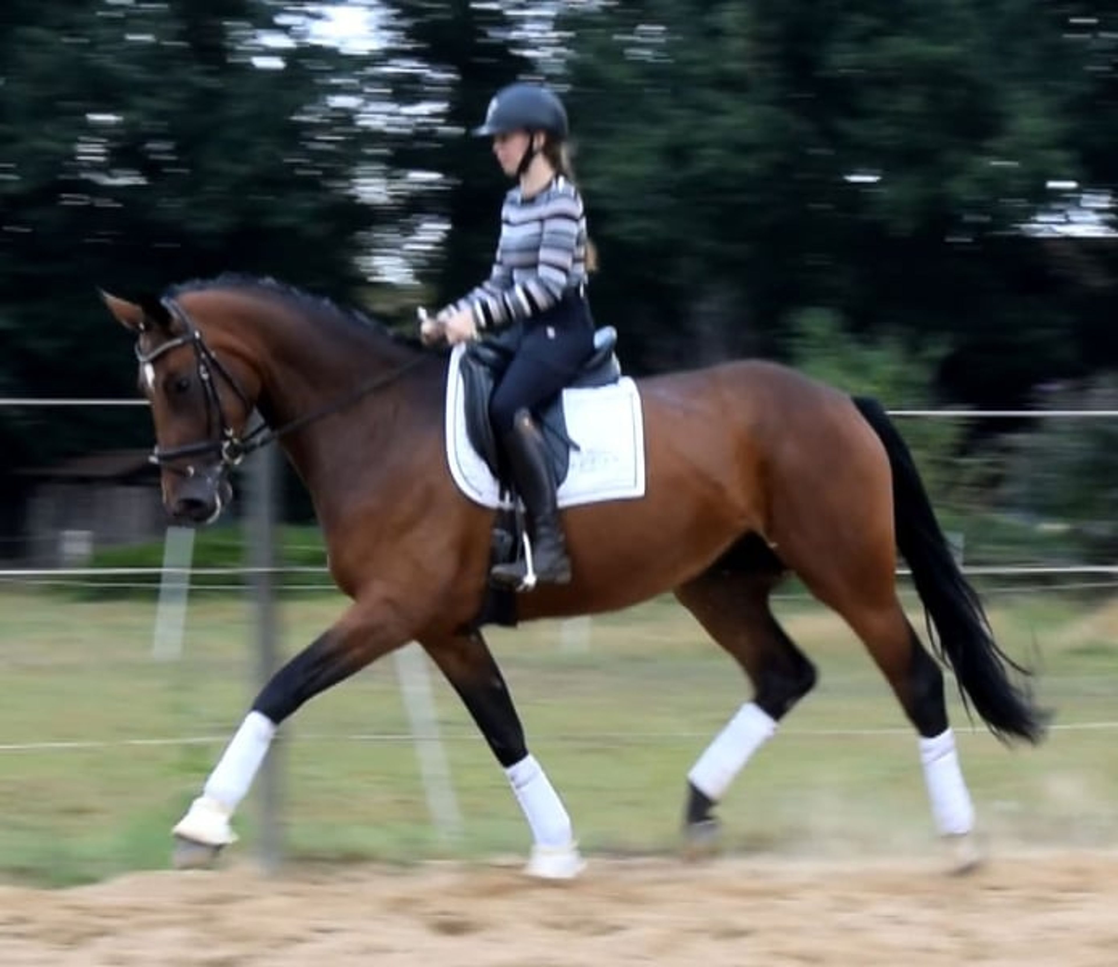 *Quality dressage horse with plenty of charm**