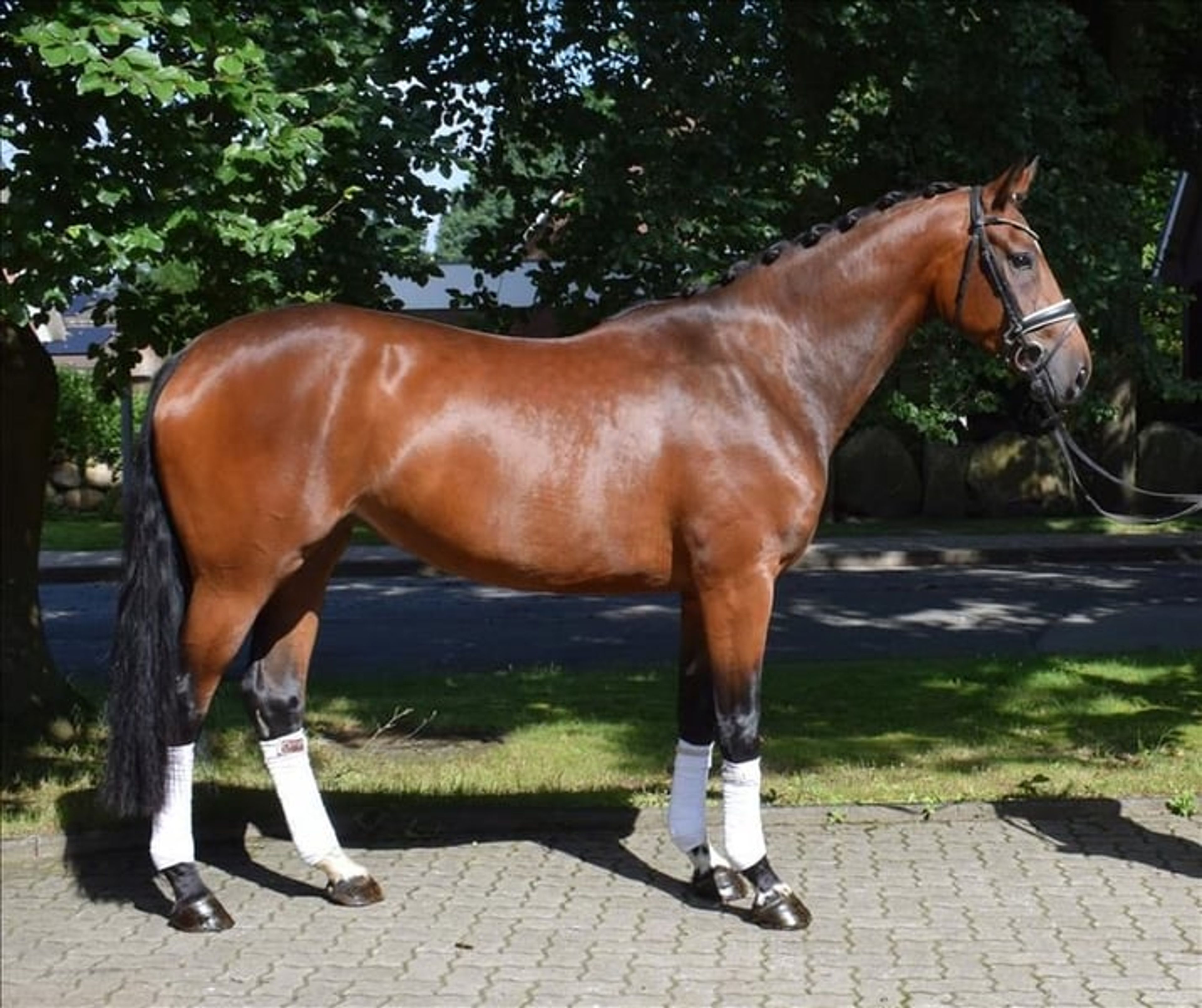 *Quality dressage horse with plenty of charm** - Image 2