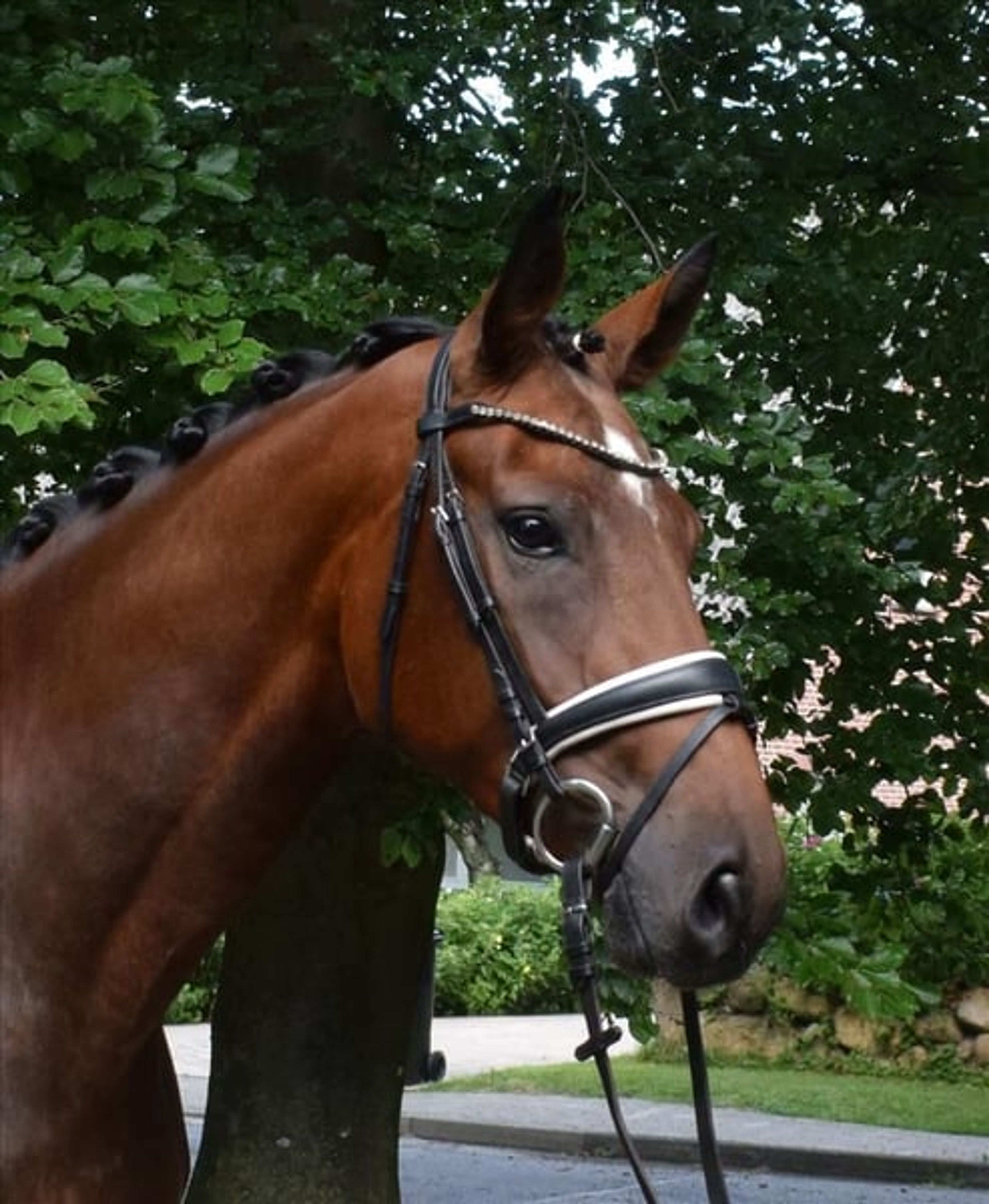 *Quality dressage horse with plenty of charm** - Image 3