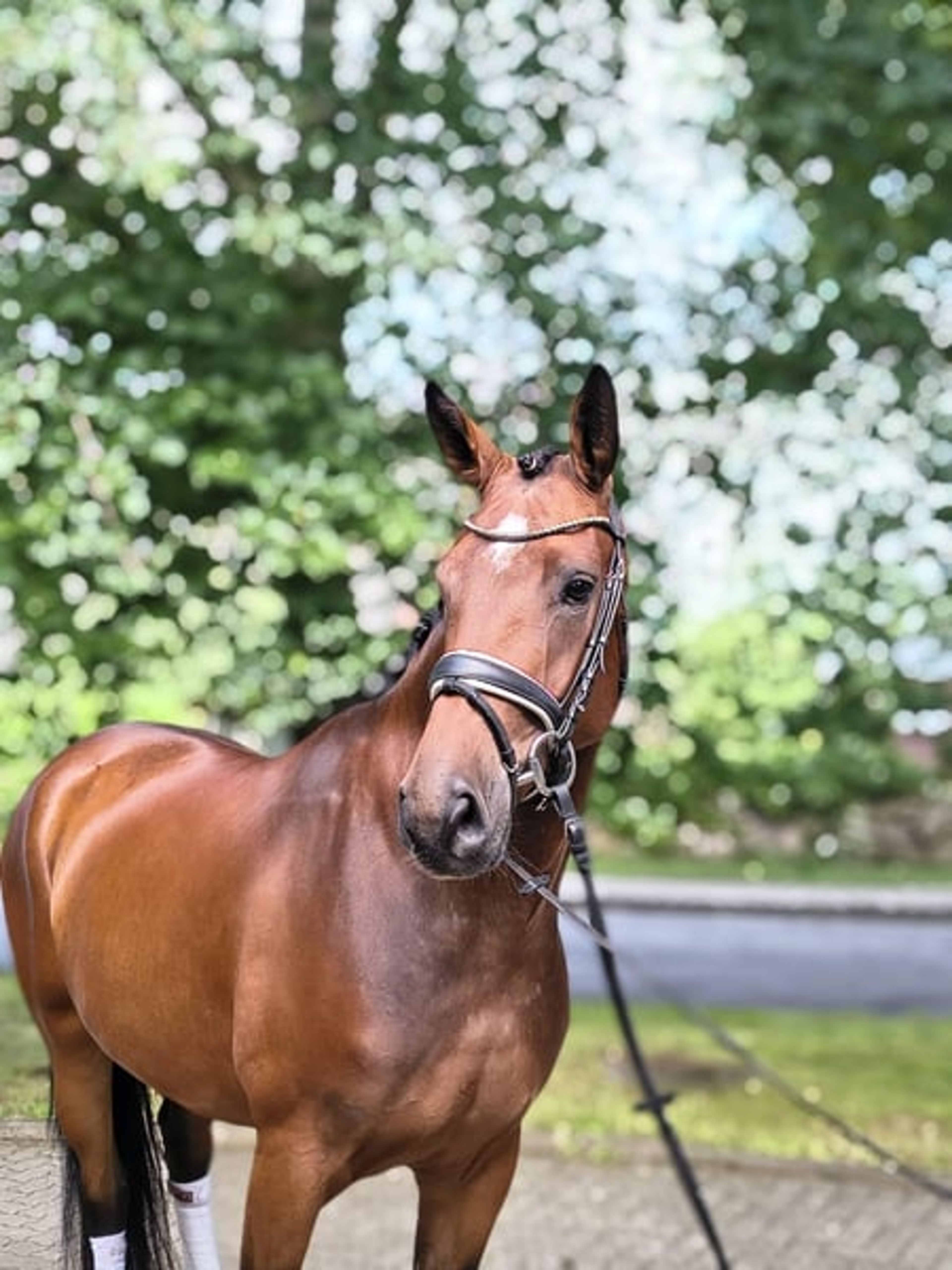 *Quality dressage horse with plenty of charm** - Image 4