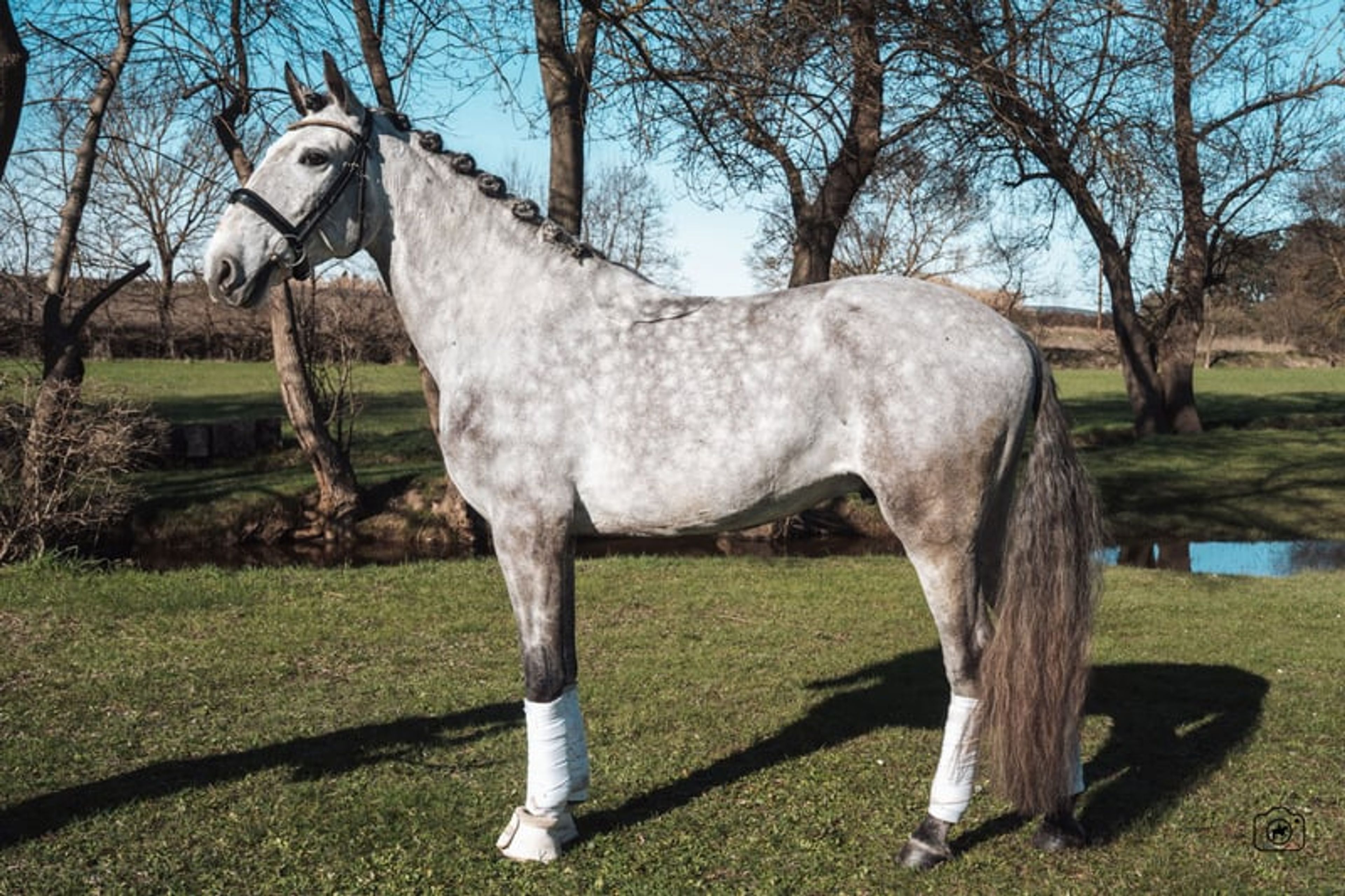 Beautiful 5yo Lusitano Gelding