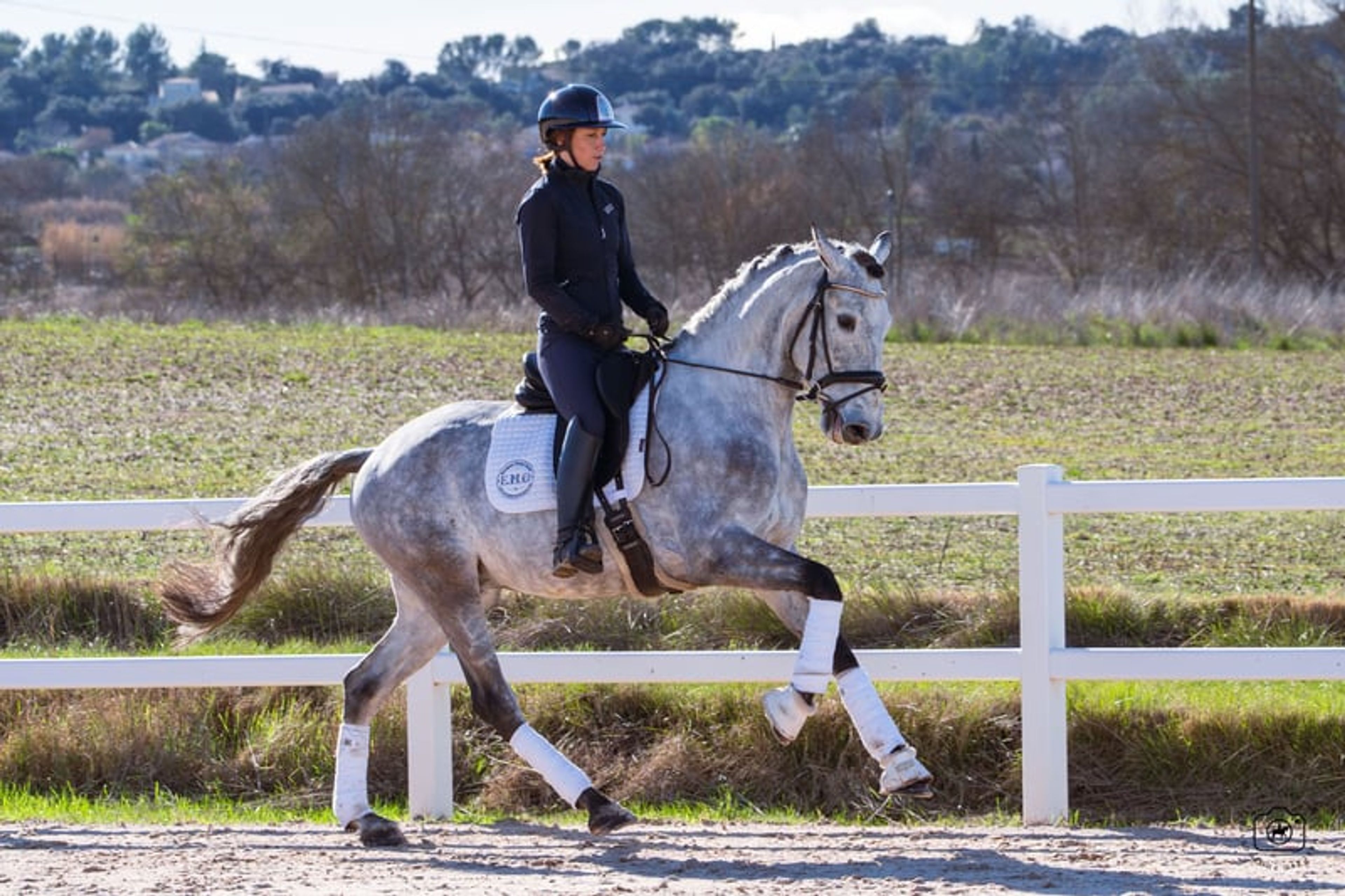 Beautiful 5yo Lusitano Gelding - Image 2