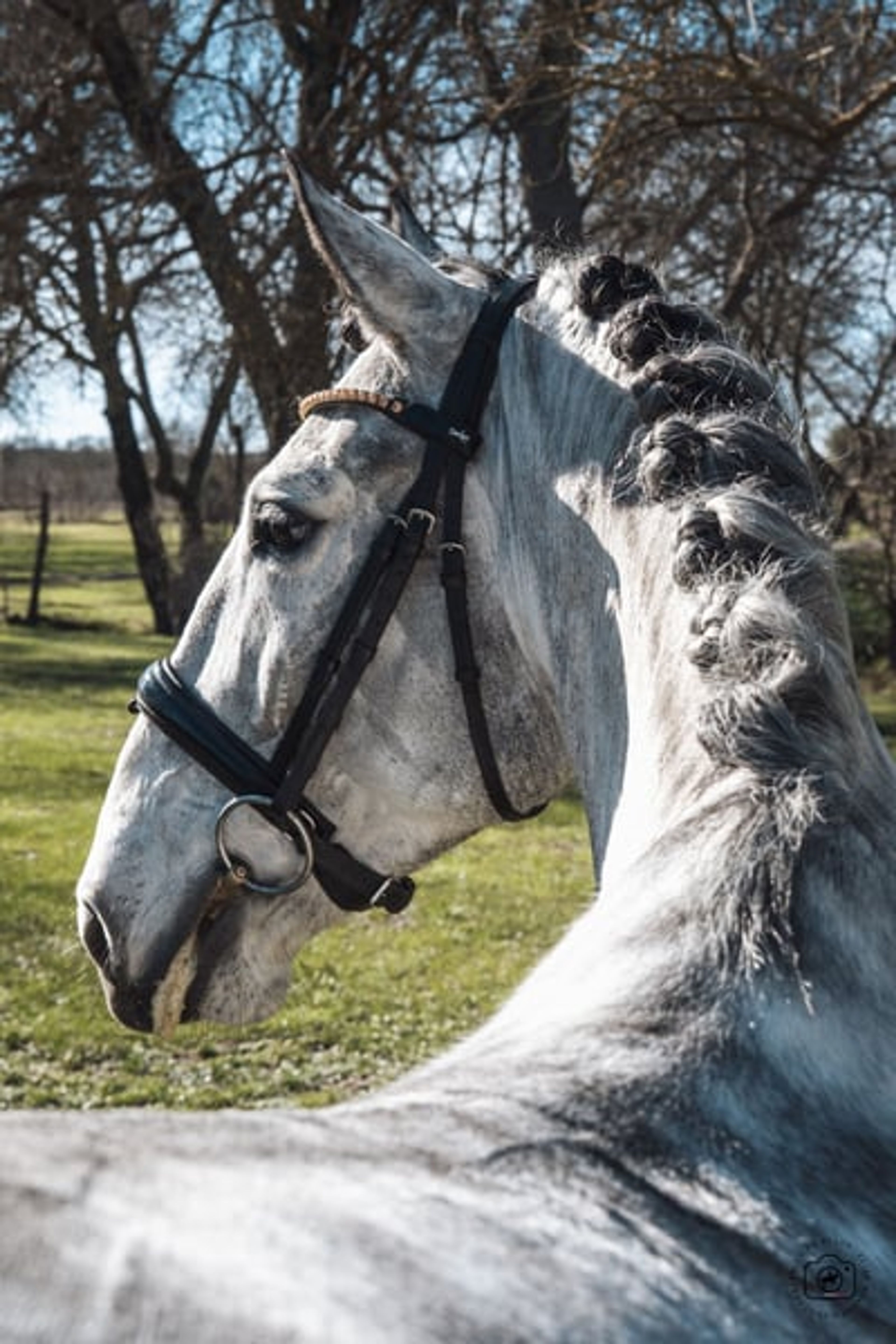 Beautiful 5yo Lusitano Gelding - Image 3