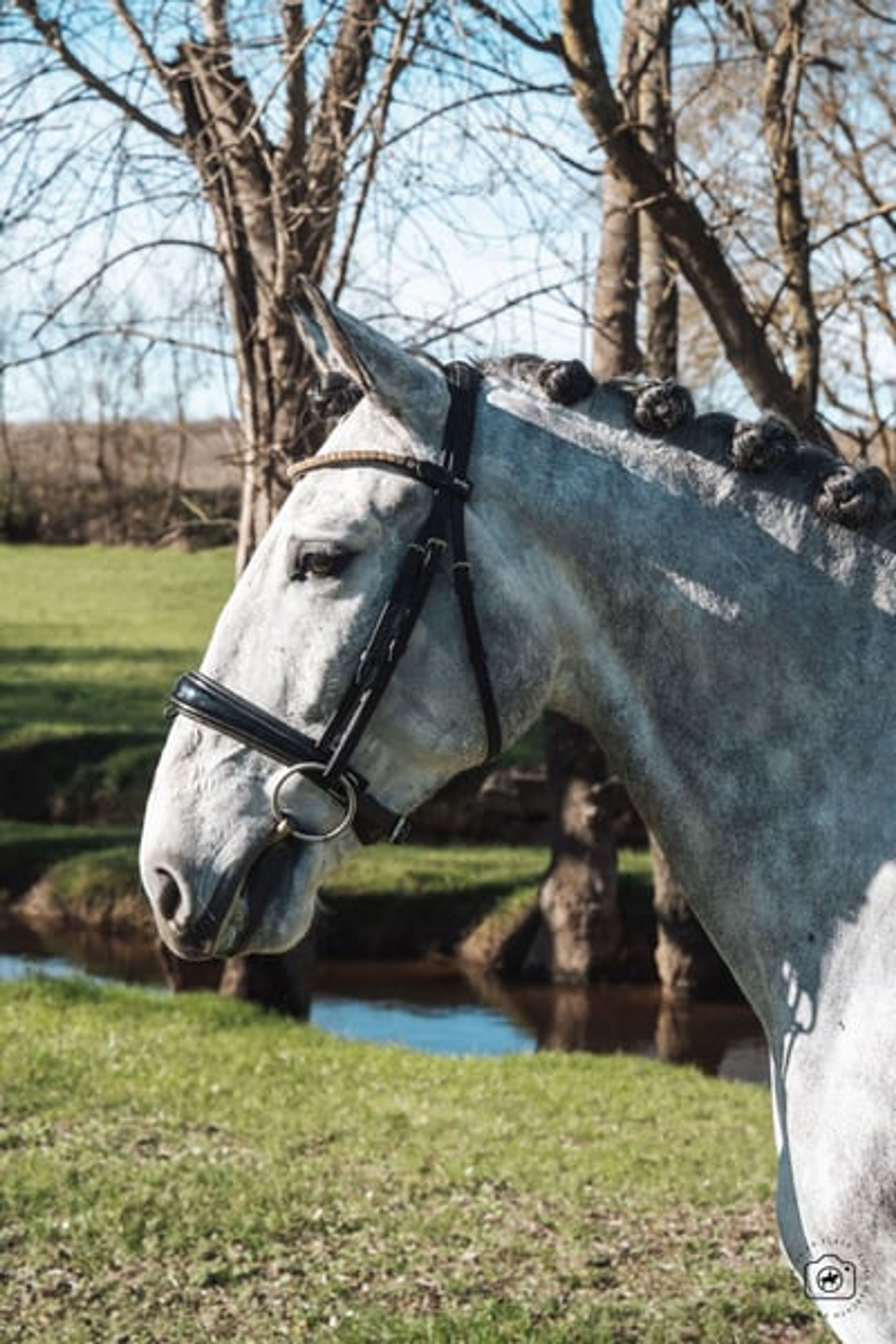 Beautiful 5yo Lusitano Gelding - Image 4