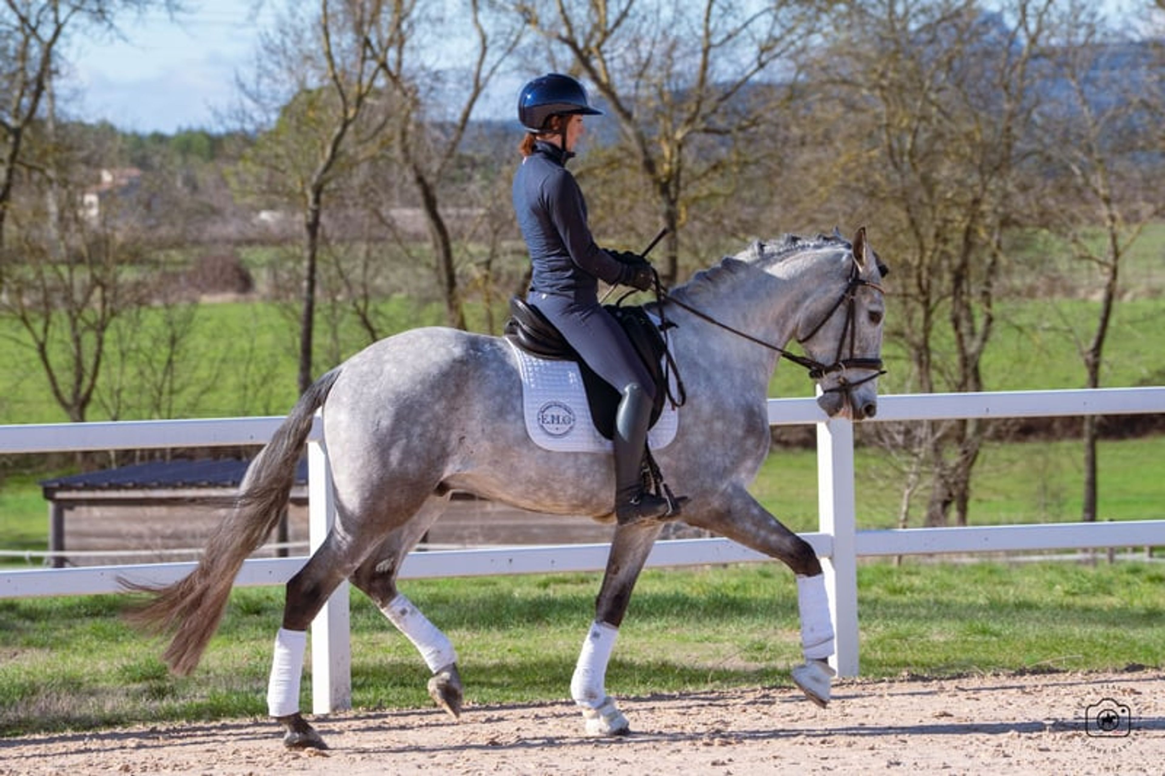 Beautiful 5yo Lusitano Gelding - Image 5