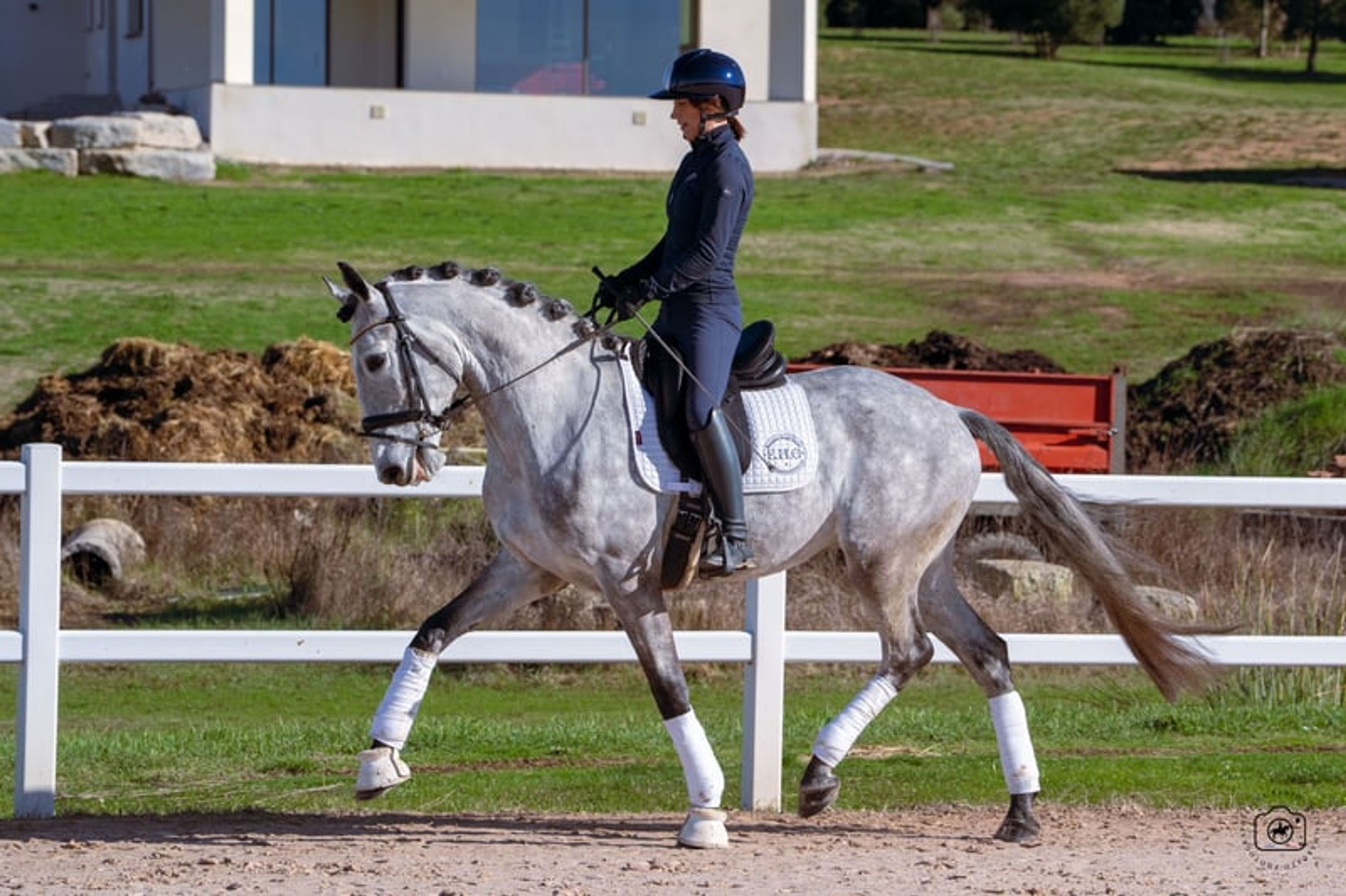 Beautiful 5yo Lusitano Gelding - Image 6