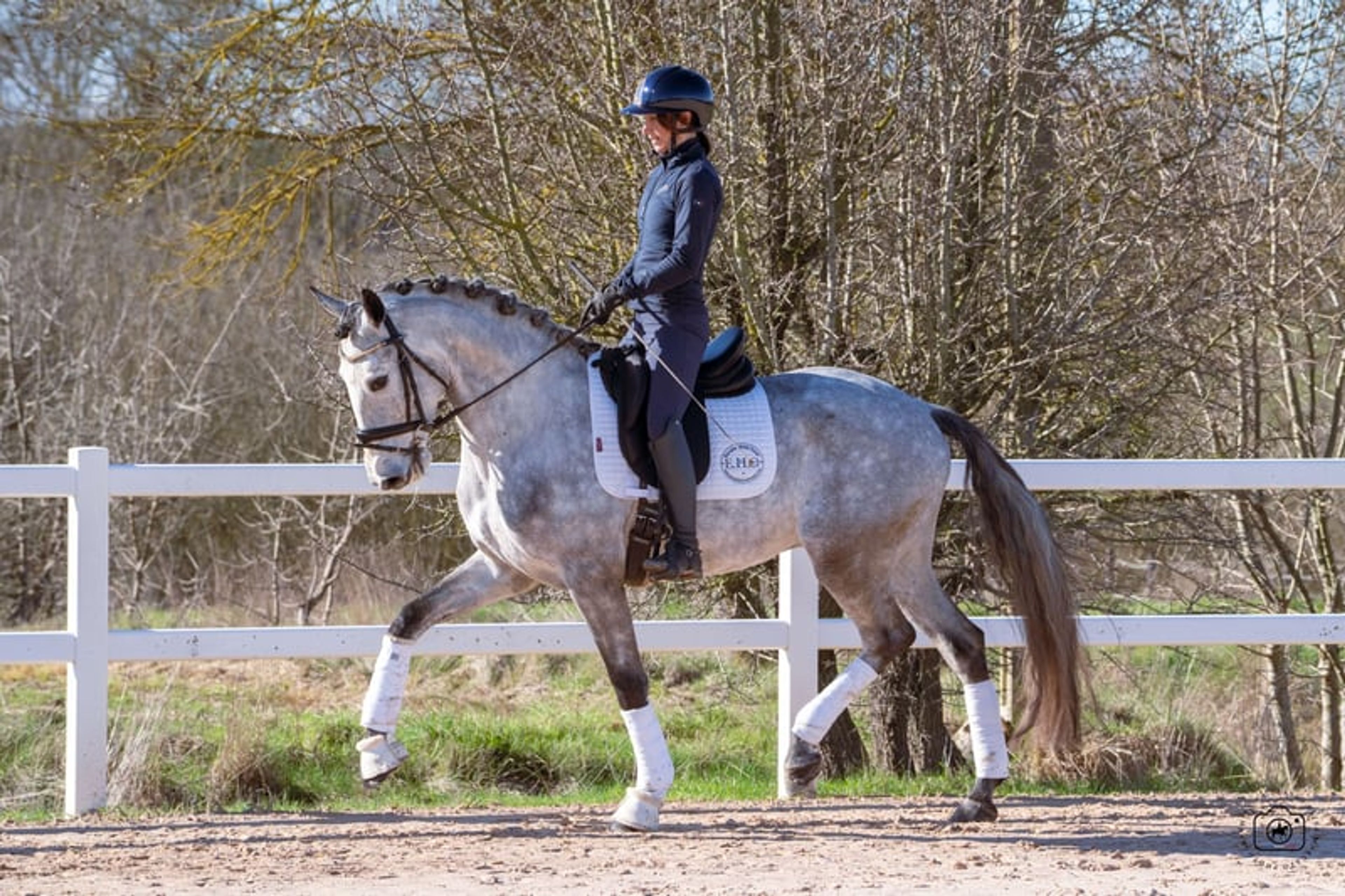 Beautiful 5yo Lusitano Gelding - Image 7