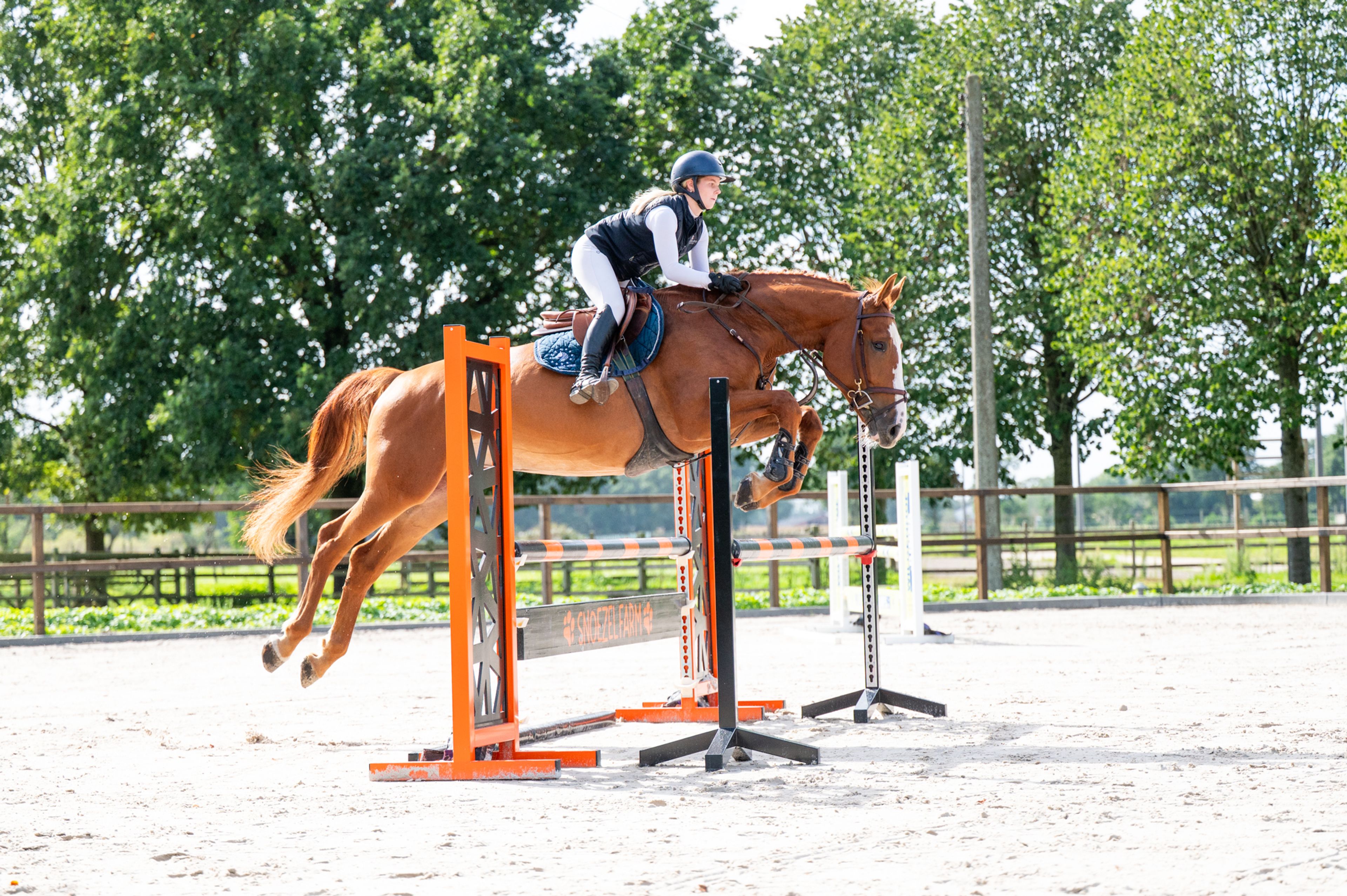 Amapá DZ Z (AREZZO VDL x CICERO VAN PAEMEL Z) - Image 2