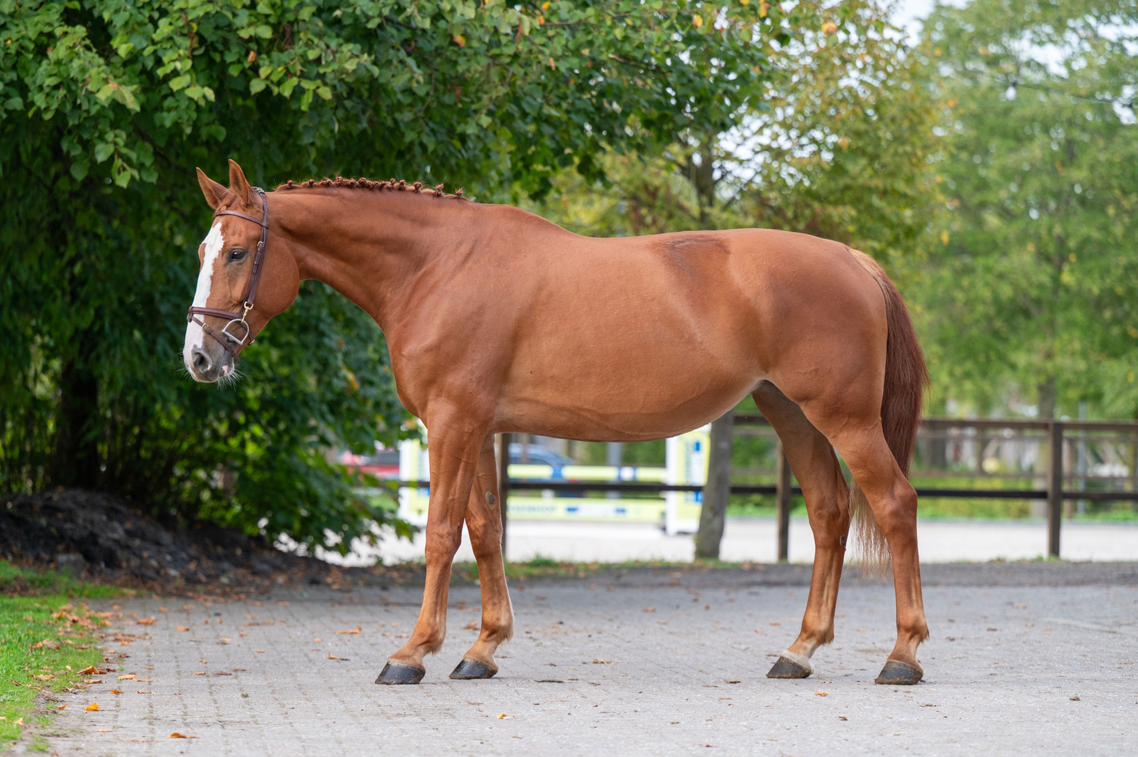 Amapá DZ Z (AREZZO VDL x CICERO VAN PAEMEL Z) - Image 3