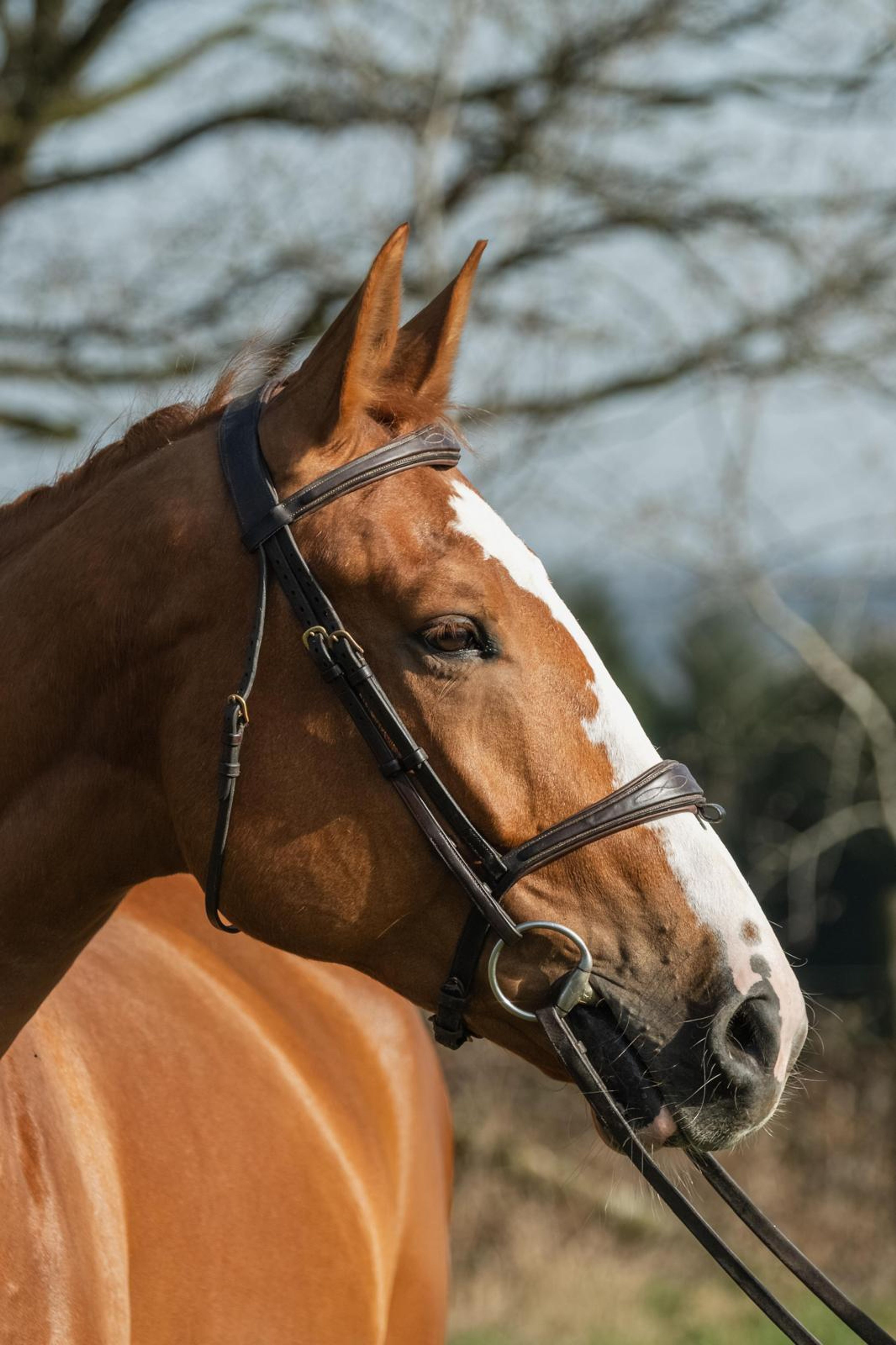 Amapá DZ Z (AREZZO VDL x CICERO VAN PAEMEL Z) - Image 6