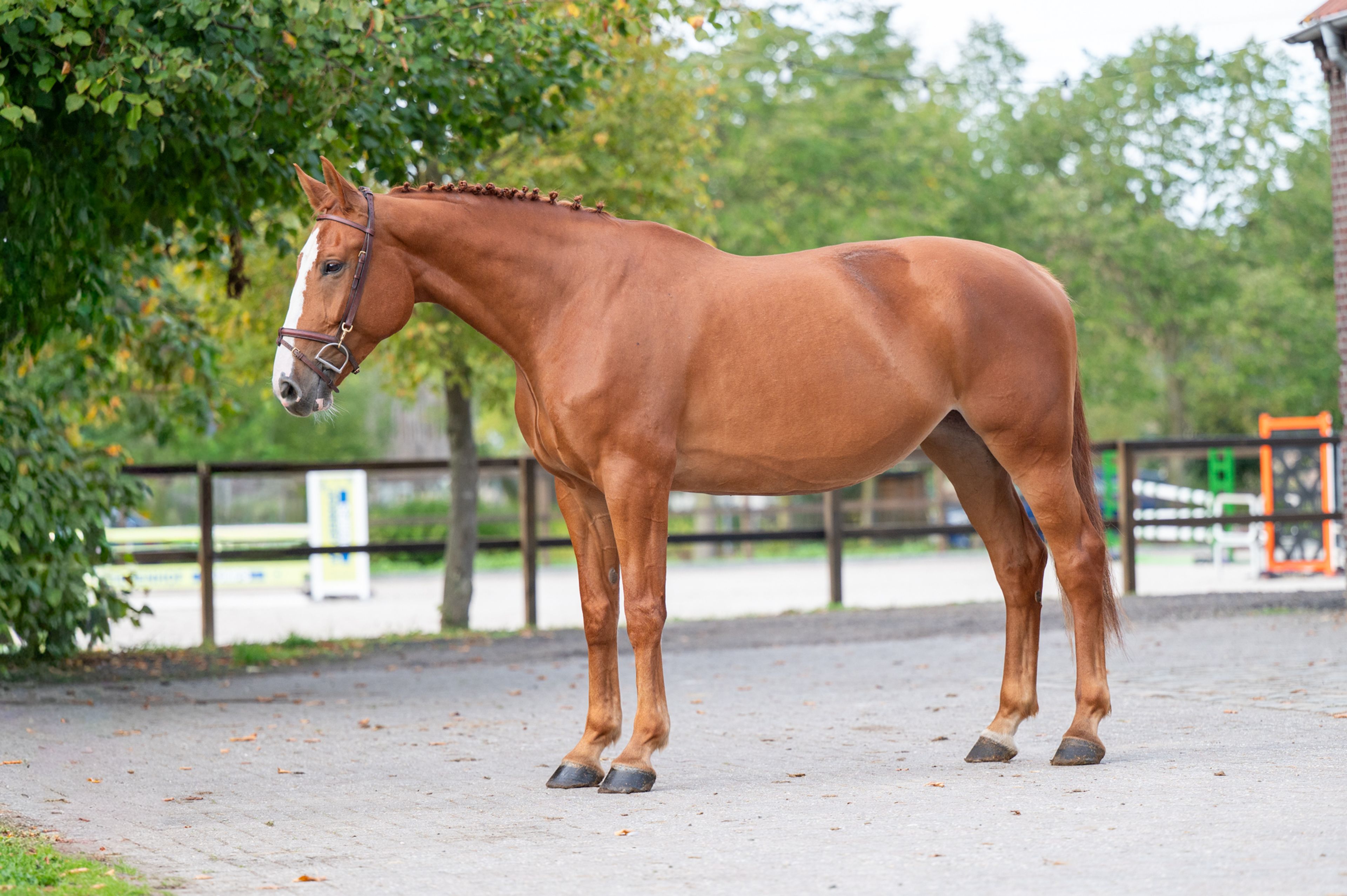 Amapá DZ Z (AREZZO VDL x CICERO VAN PAEMEL Z) - Image 7