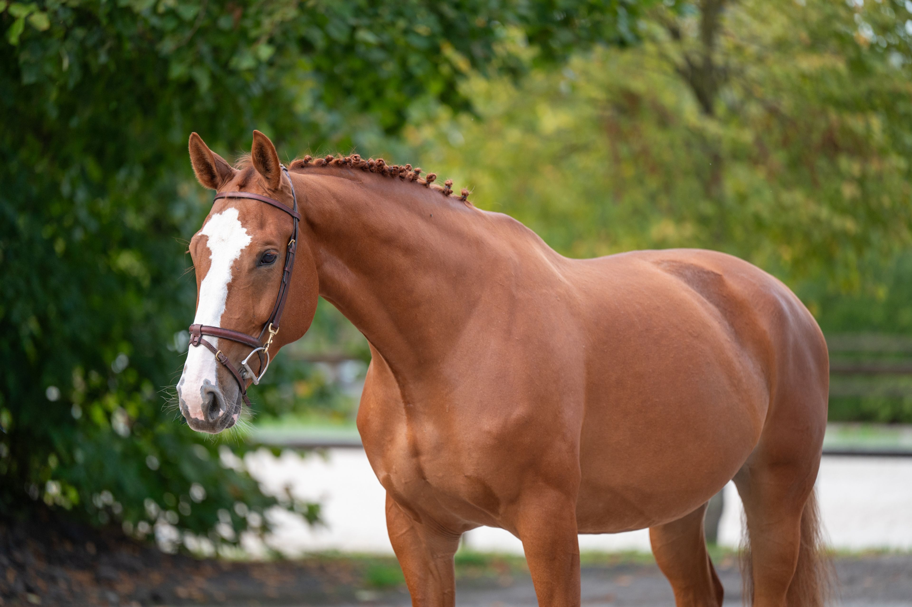 Amapá DZ Z (AREZZO VDL x CICERO VAN PAEMEL Z) - Image 10