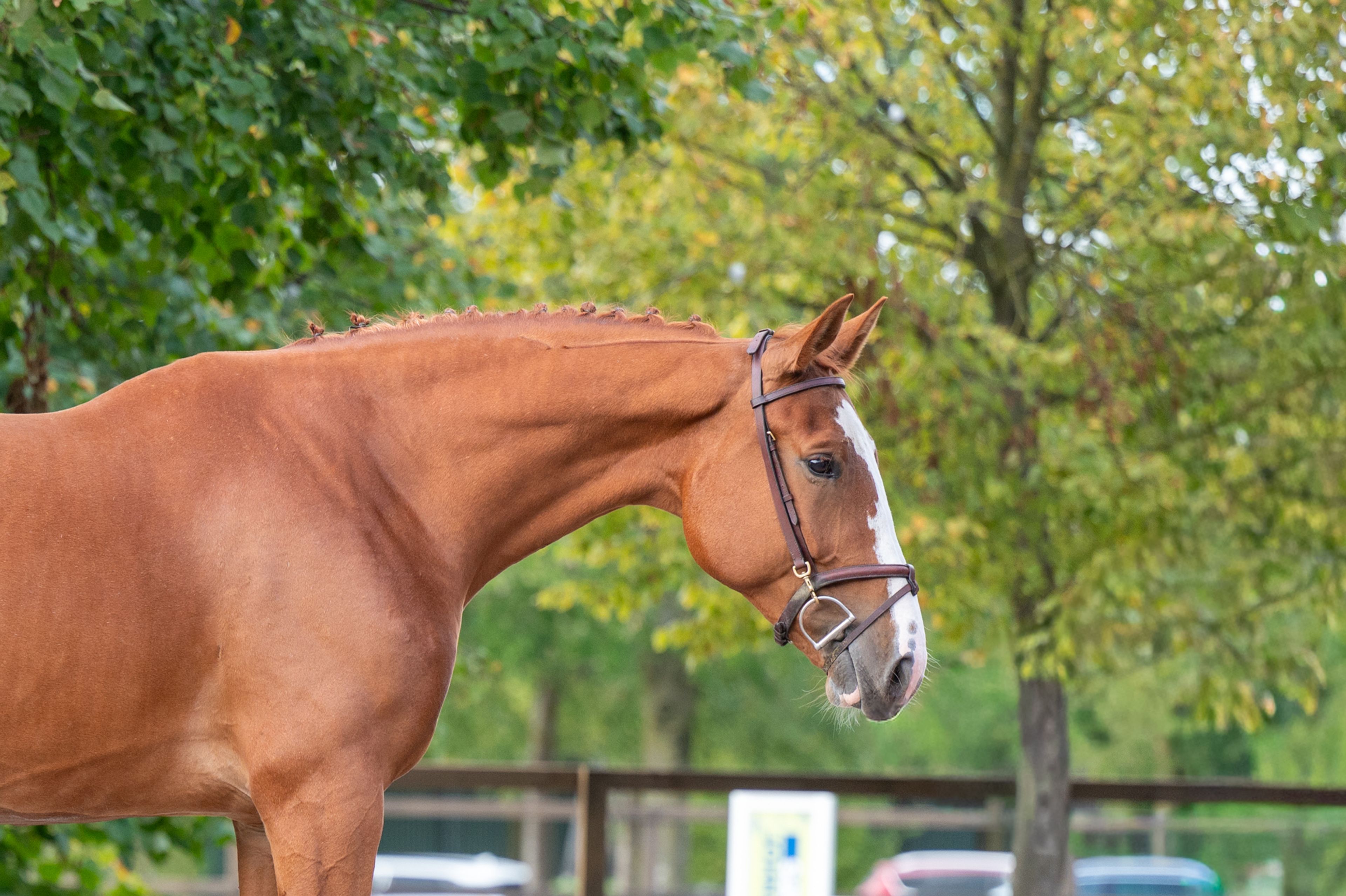 Amapá DZ Z (AREZZO VDL x CICERO VAN PAEMEL Z) - Image 14