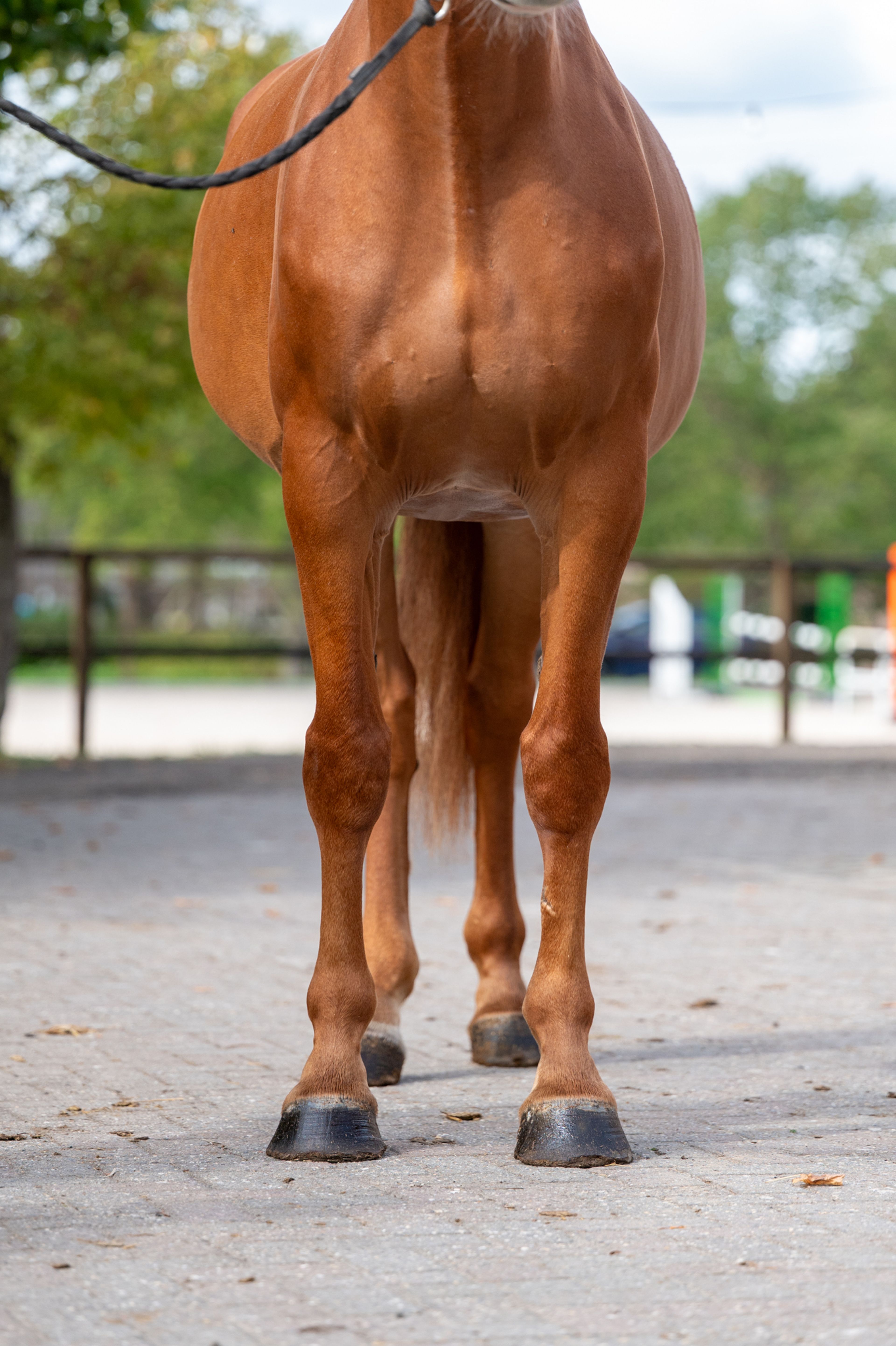 Amapá DZ Z (AREZZO VDL x CICERO VAN PAEMEL Z) - Image 16