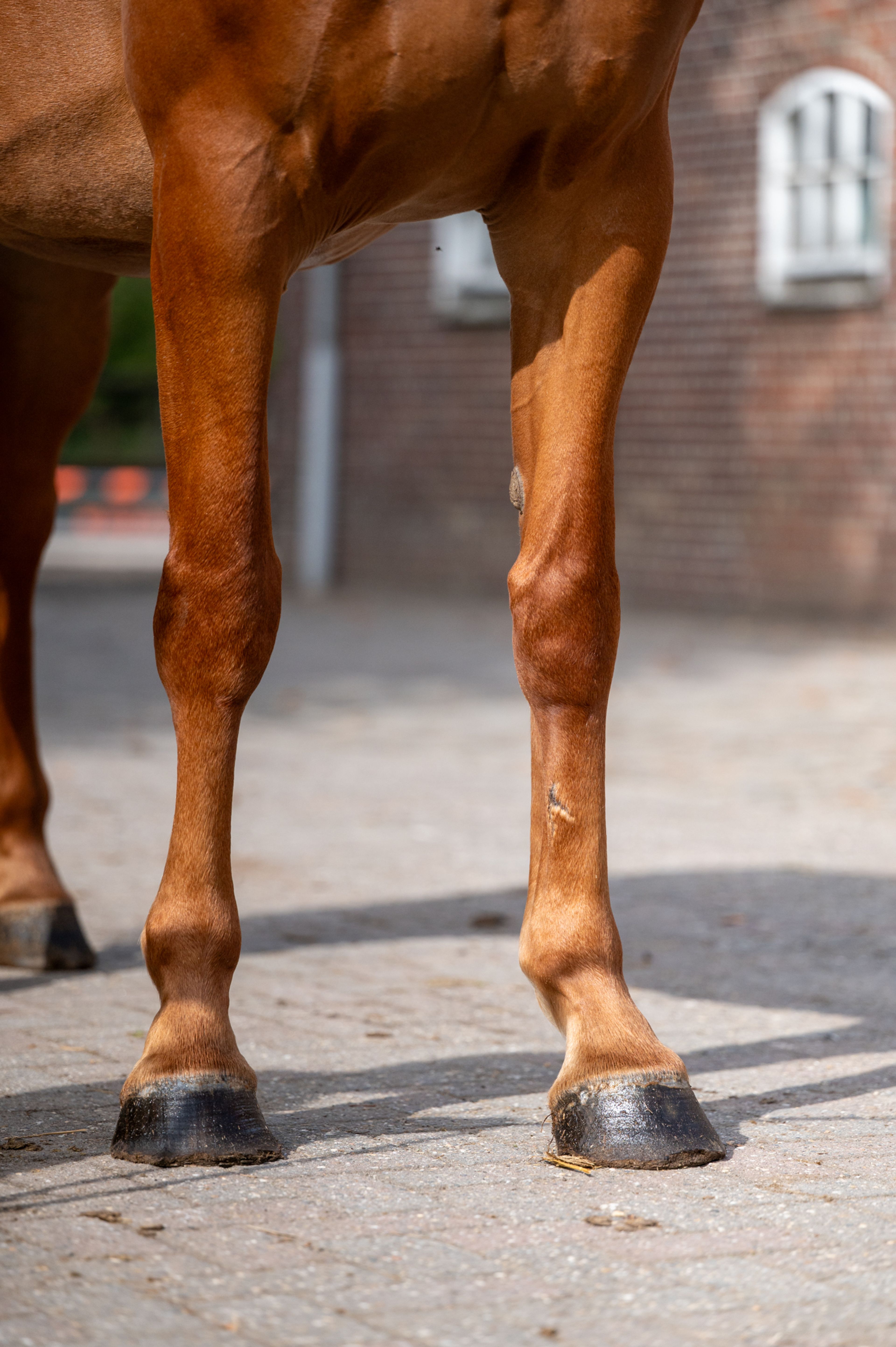 Amapá DZ Z (AREZZO VDL x CICERO VAN PAEMEL Z) - Image 17