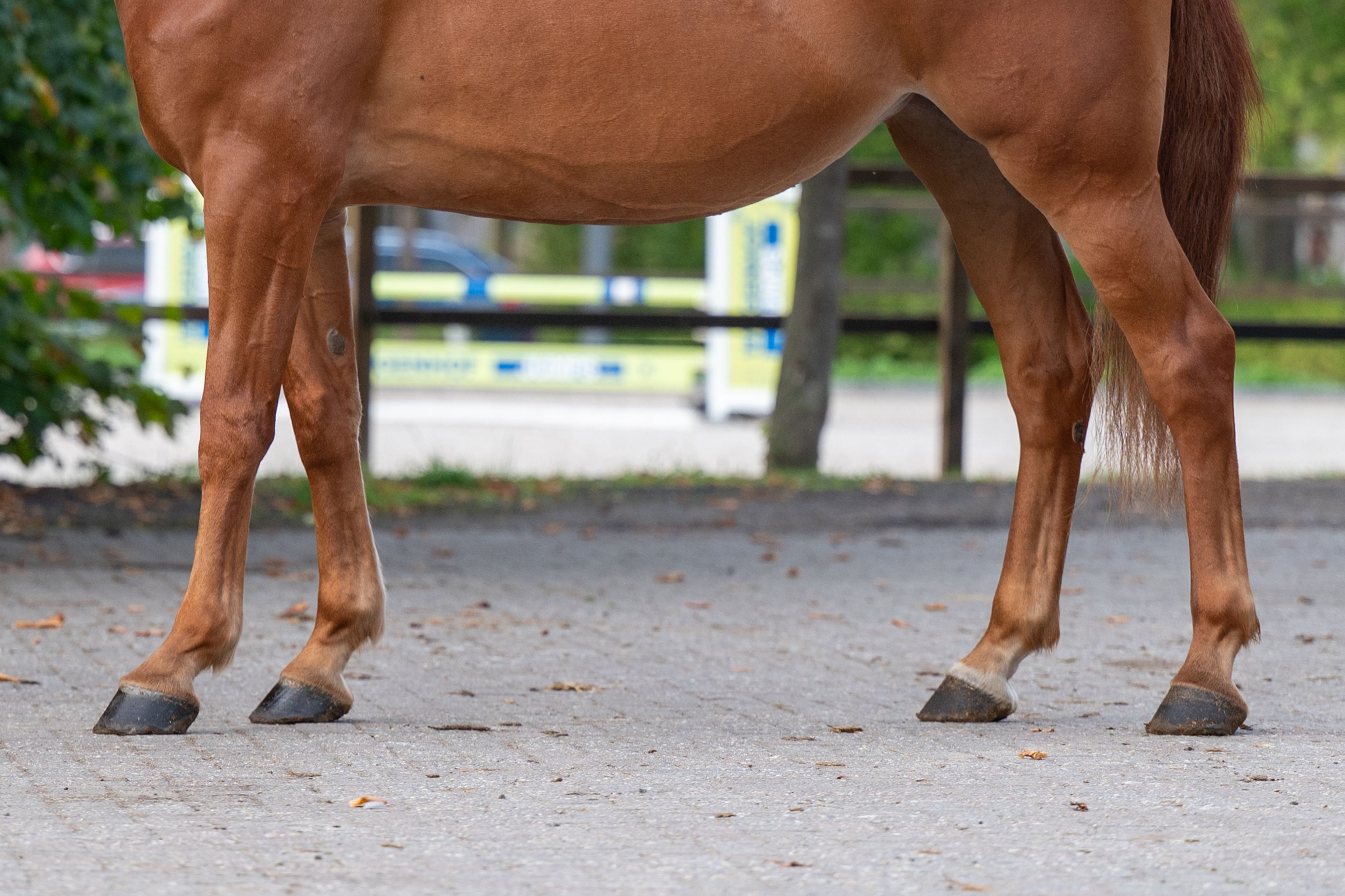 Amapá DZ Z (AREZZO VDL x CICERO VAN PAEMEL Z) - Image 19