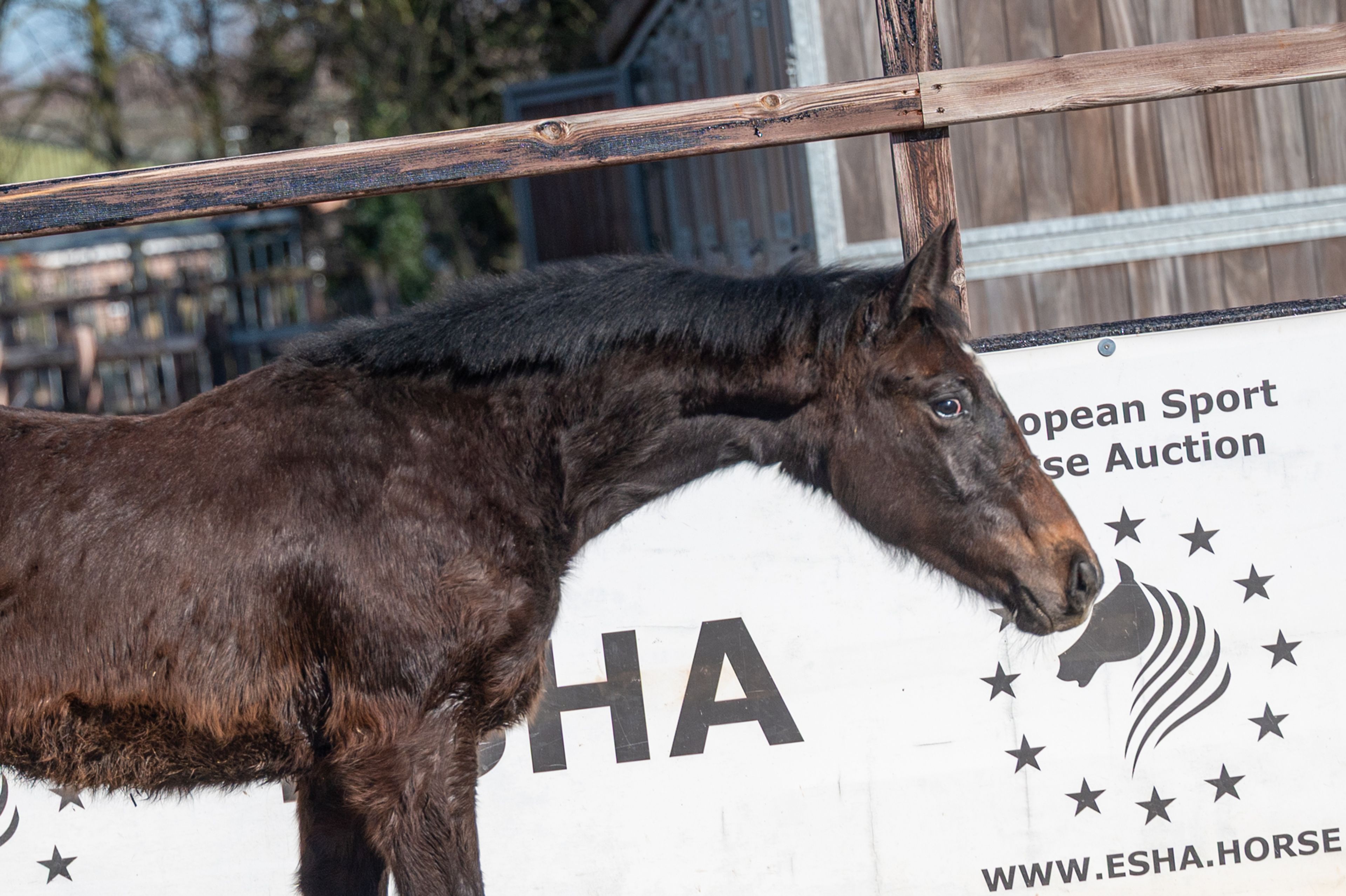 Chridas de L'esperance (DIDAS DE L'ESPERANCE x QUINT VH MAARLO Z) - Image 1