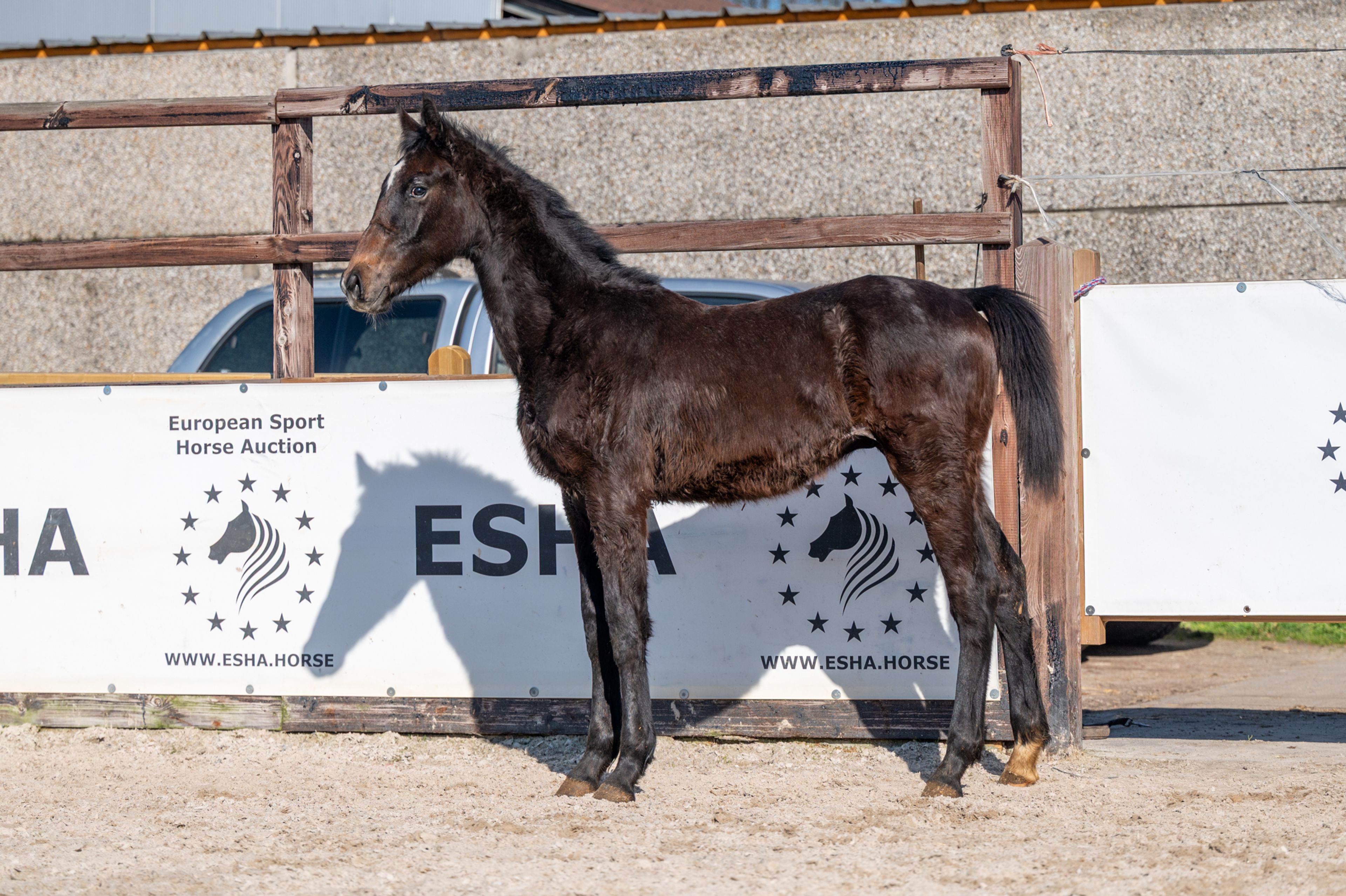 Chridas de L'esperance (DIDAS DE L'ESPERANCE x QUINT VH MAARLO Z) - Image 3
