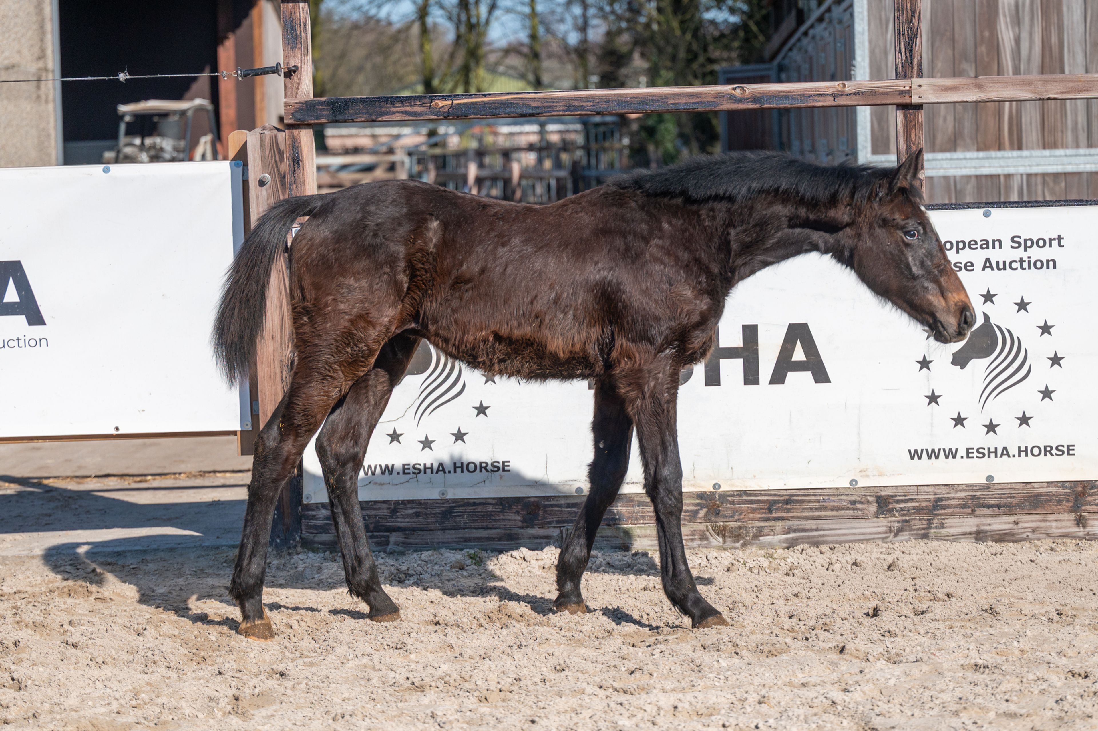Chridas de L'esperance (DIDAS DE L'ESPERANCE x QUINT VH MAARLO Z) - Image 4