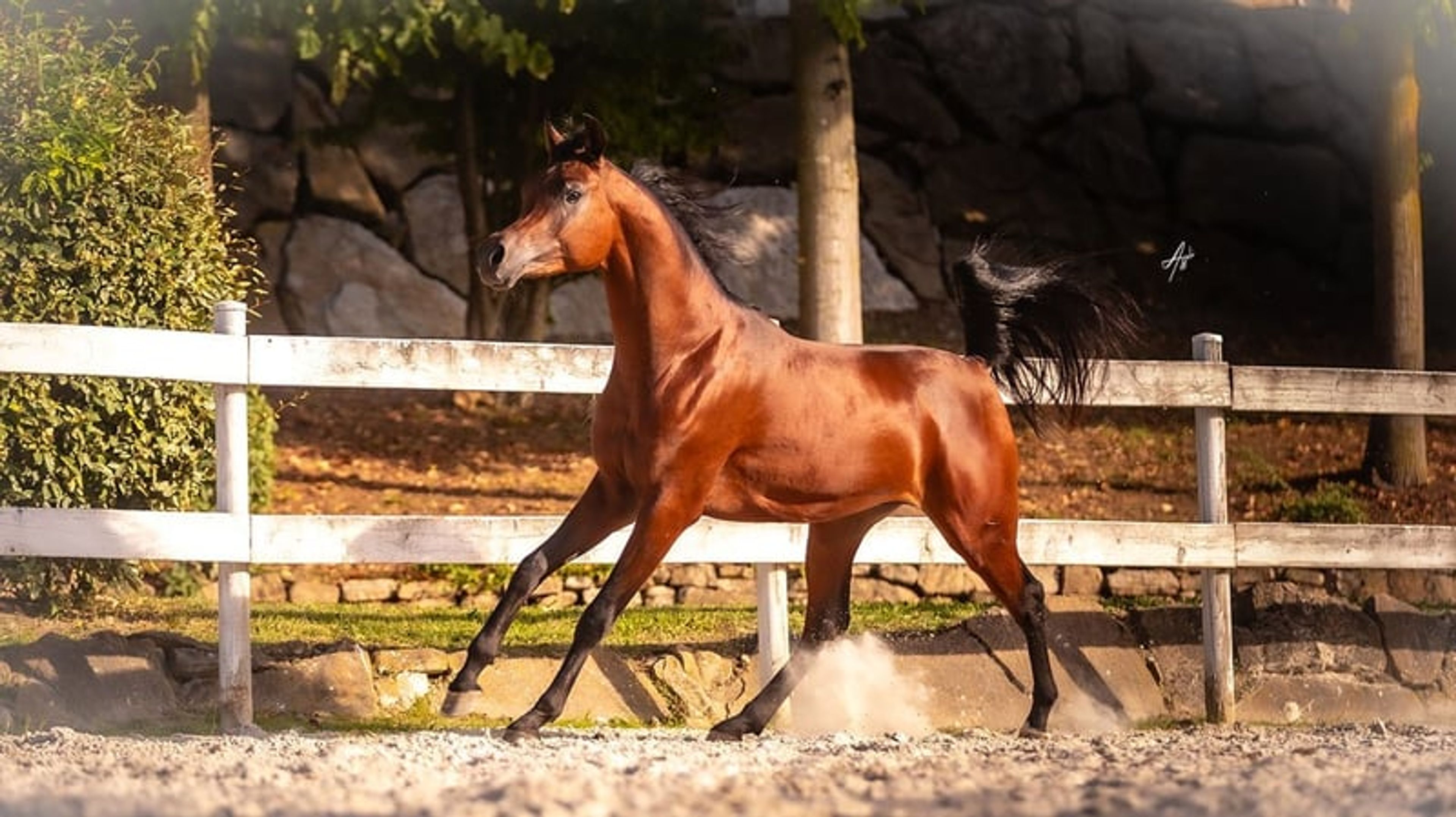 Magnificent purebred Arabian stallion