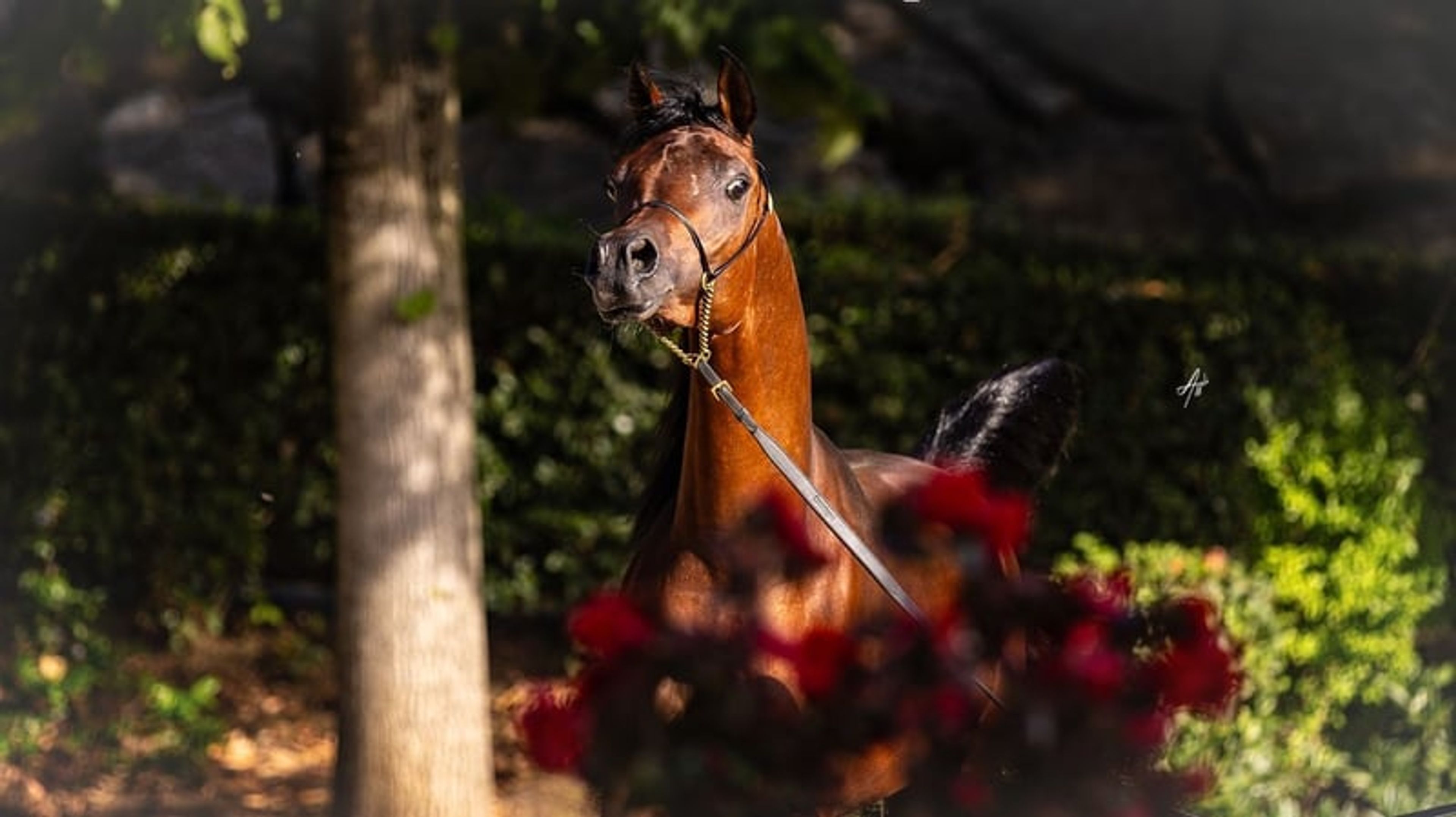 Magnificent purebred Arabian stallion - Image 2