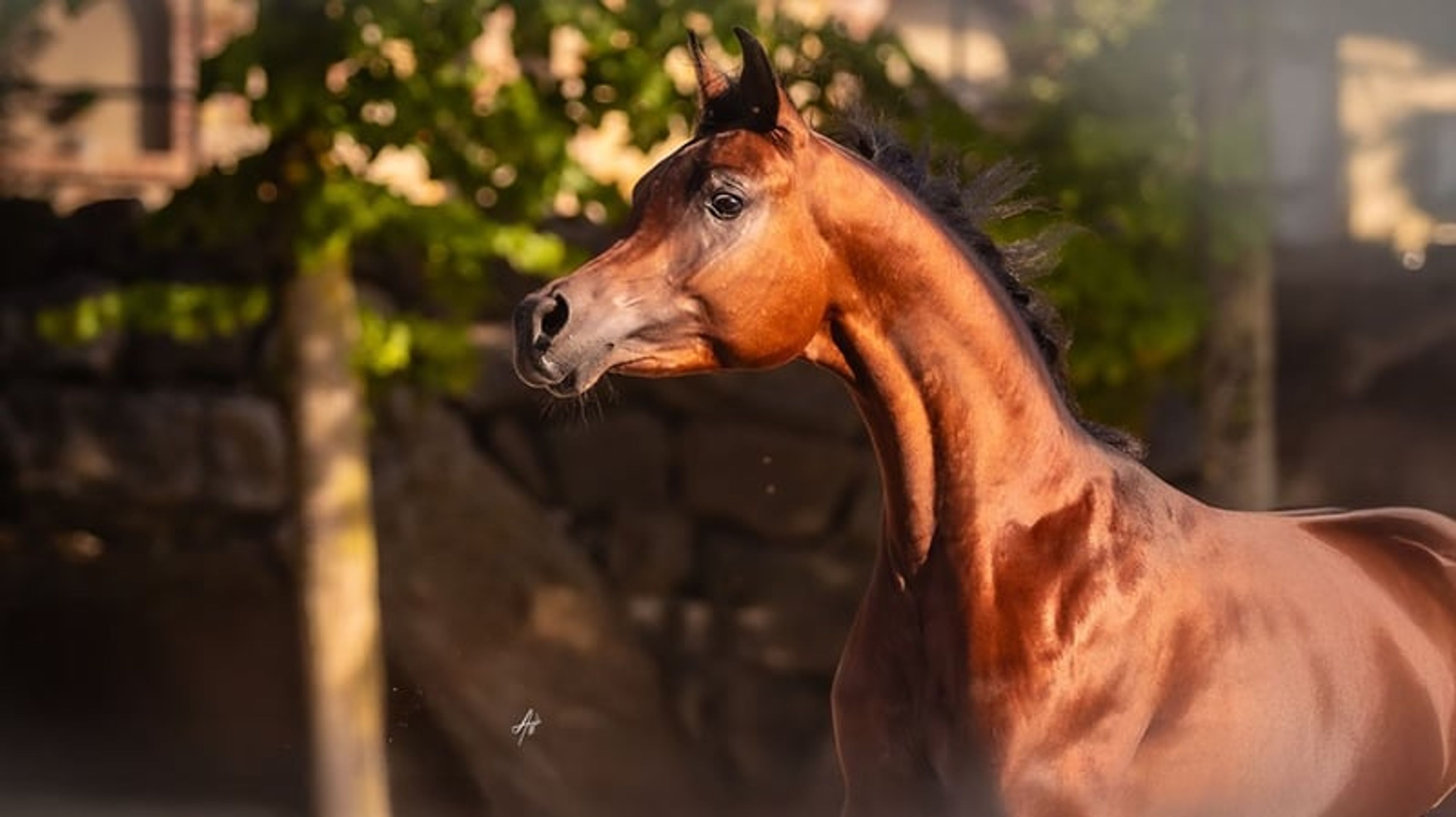 Magnificent purebred Arabian stallion - Image 3