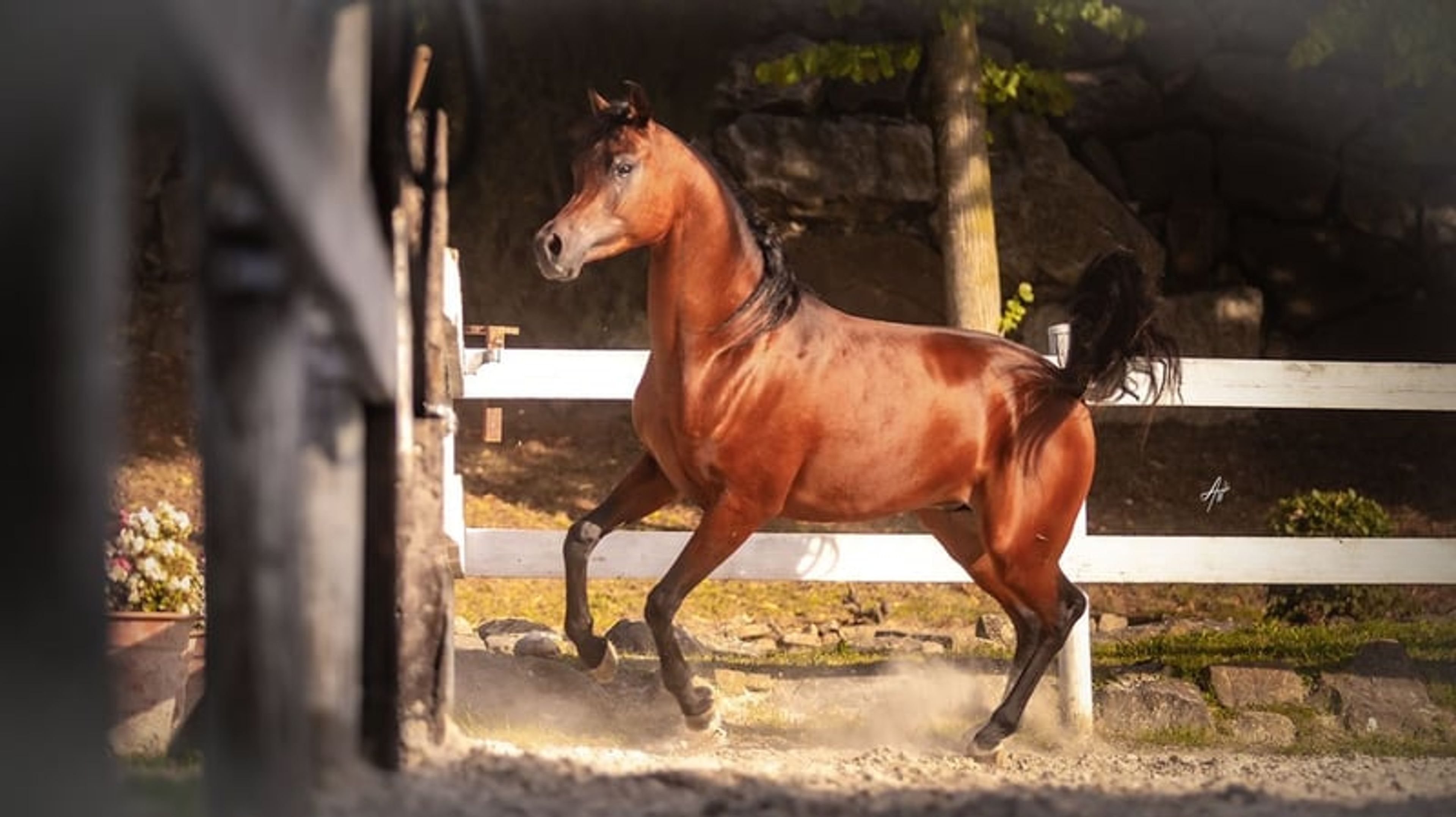 Magnificent purebred Arabian stallion - Image 4