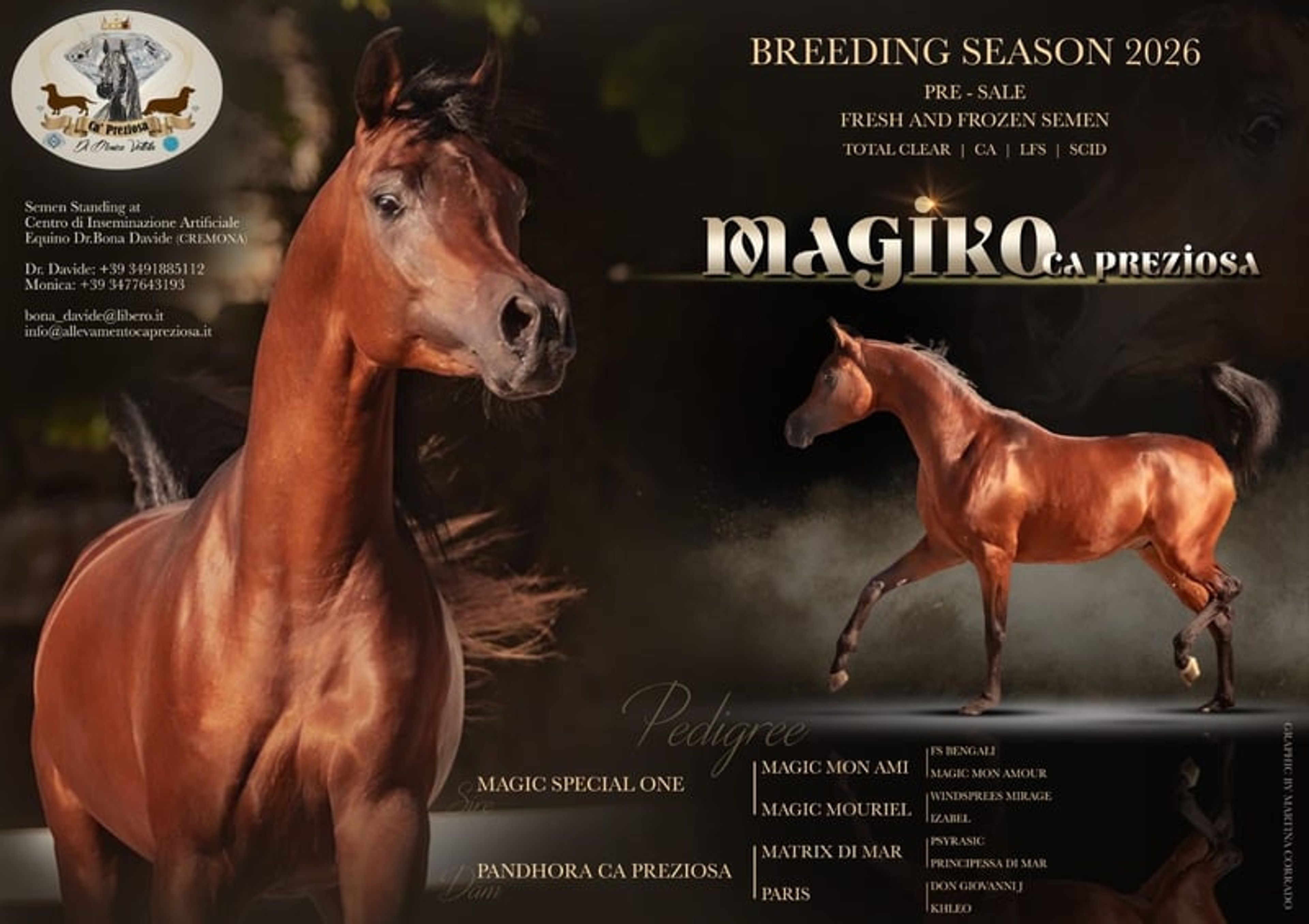 Magnificent purebred Arabian stallion - Image 5