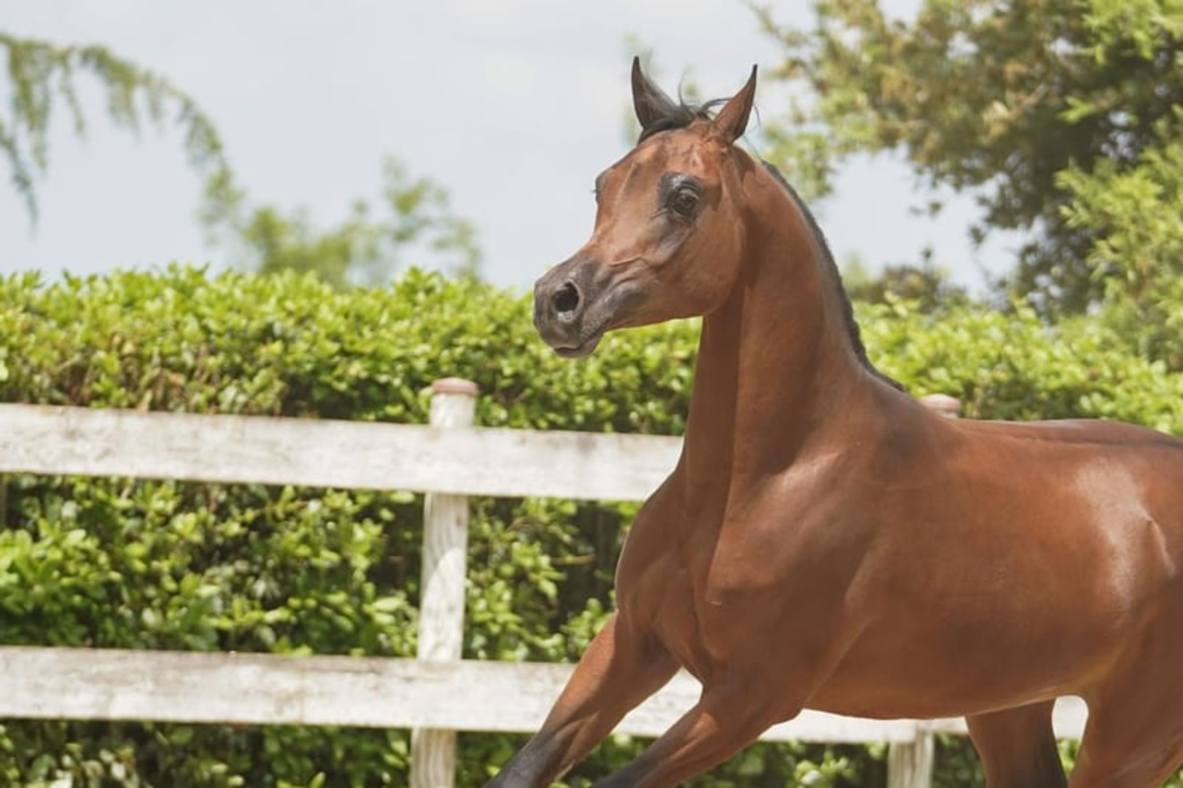 Magnificent purebred Arabian stallion - Image 6