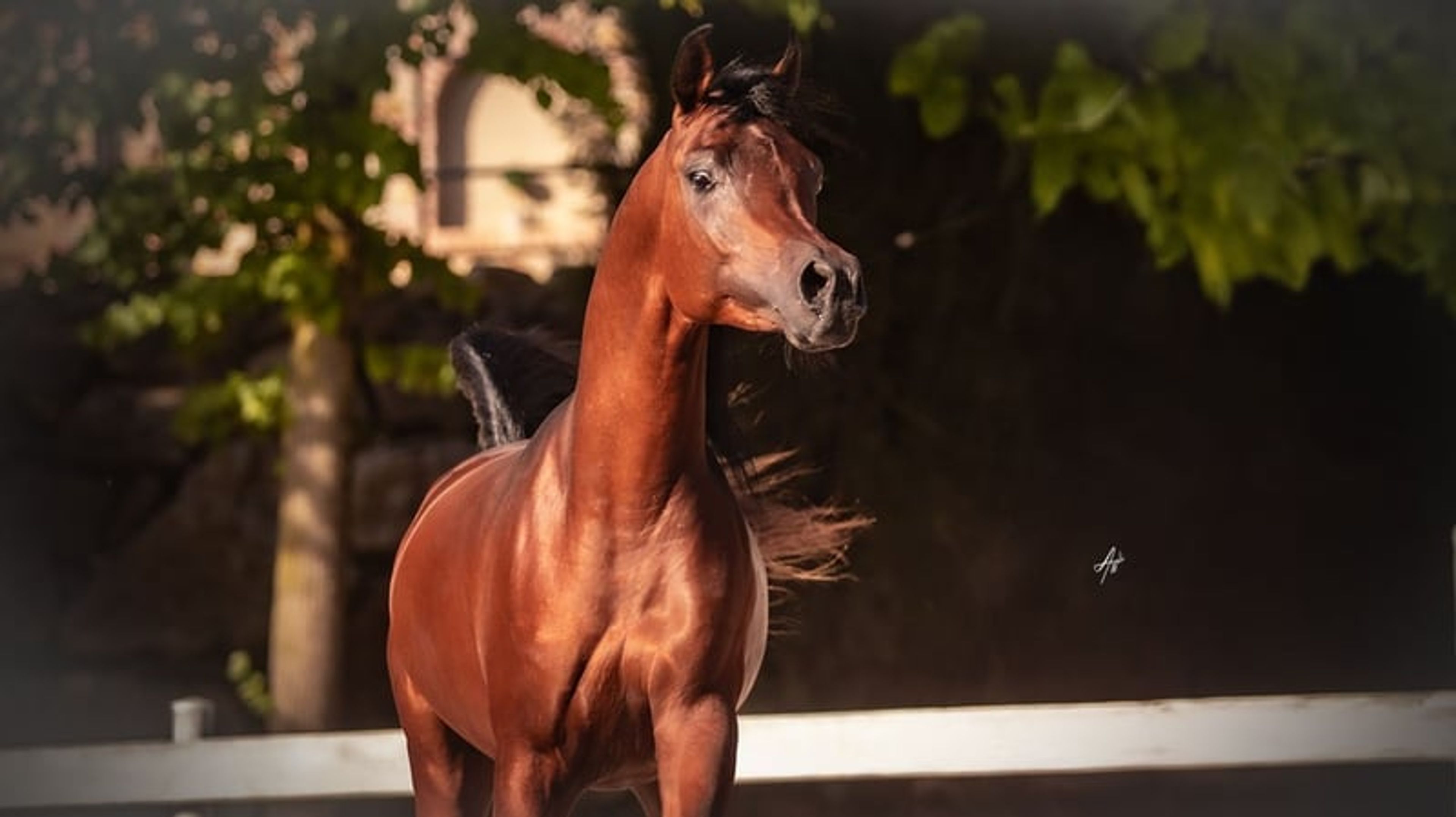 Magnificent purebred Arabian stallion - Image 7