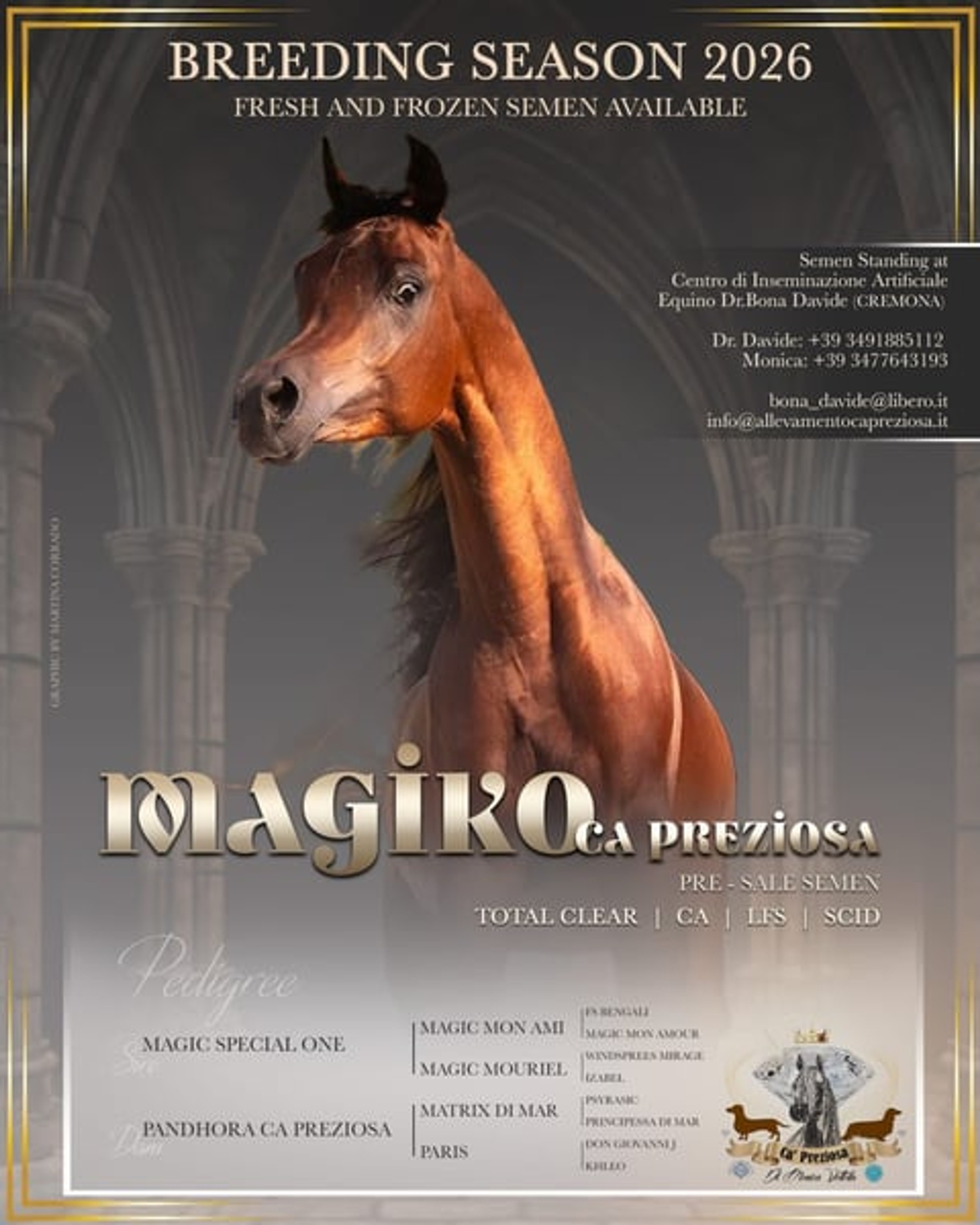 Magnificent purebred Arabian stallion - Image 8