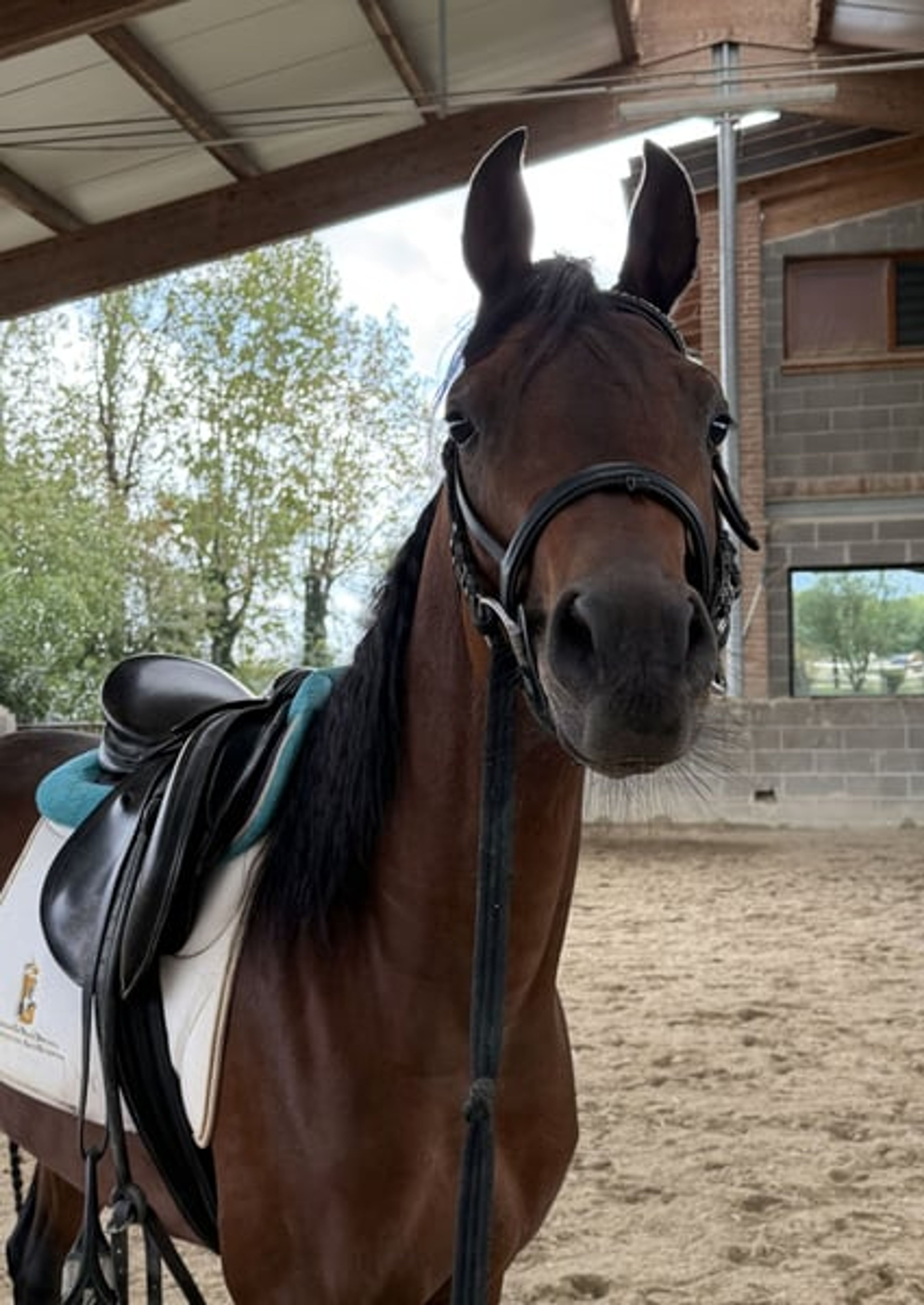 Magnificent purebred Arabian stallion - Image 9