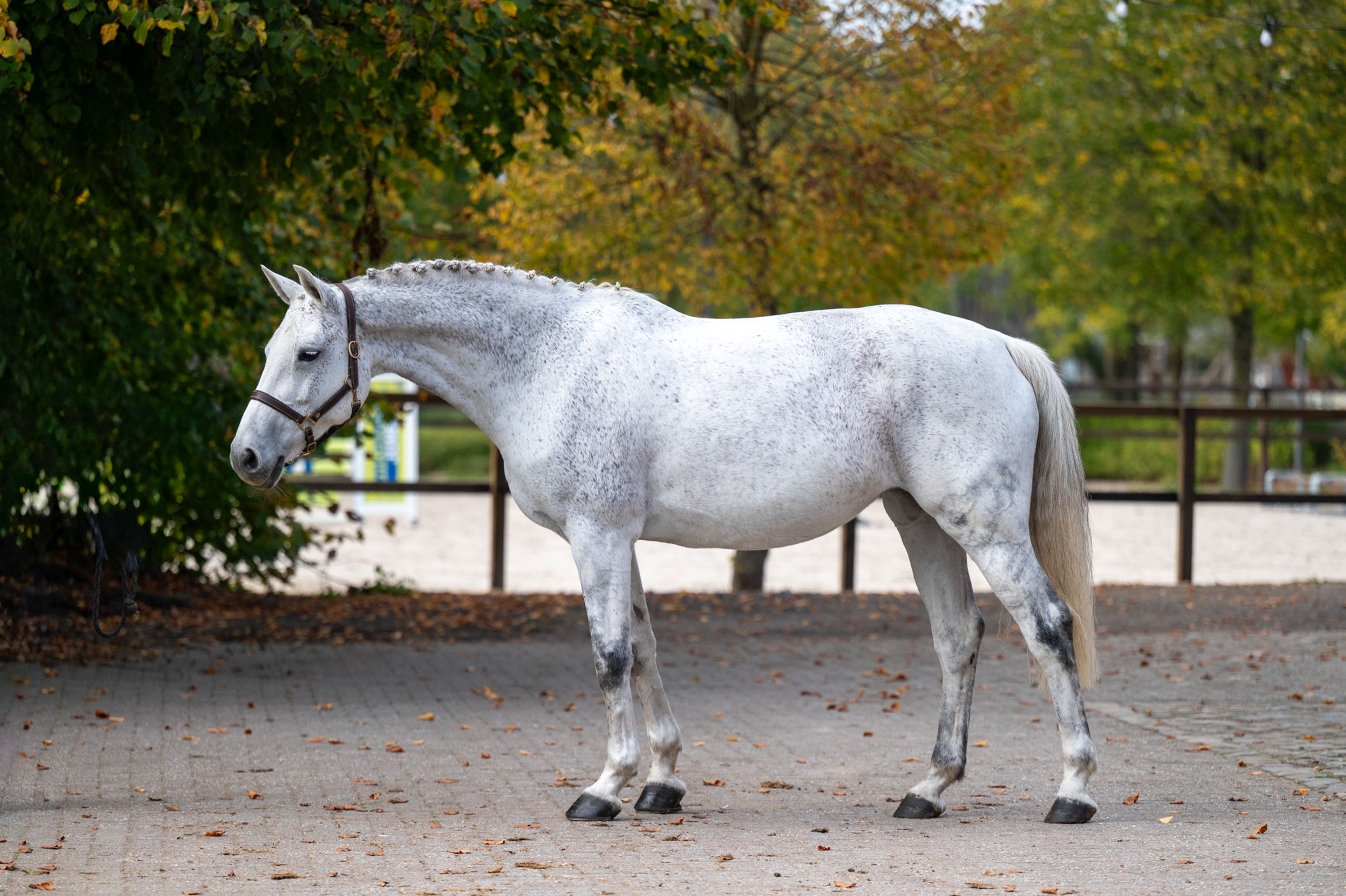 Helaiza (WARRANT x CASCO) - Image 2