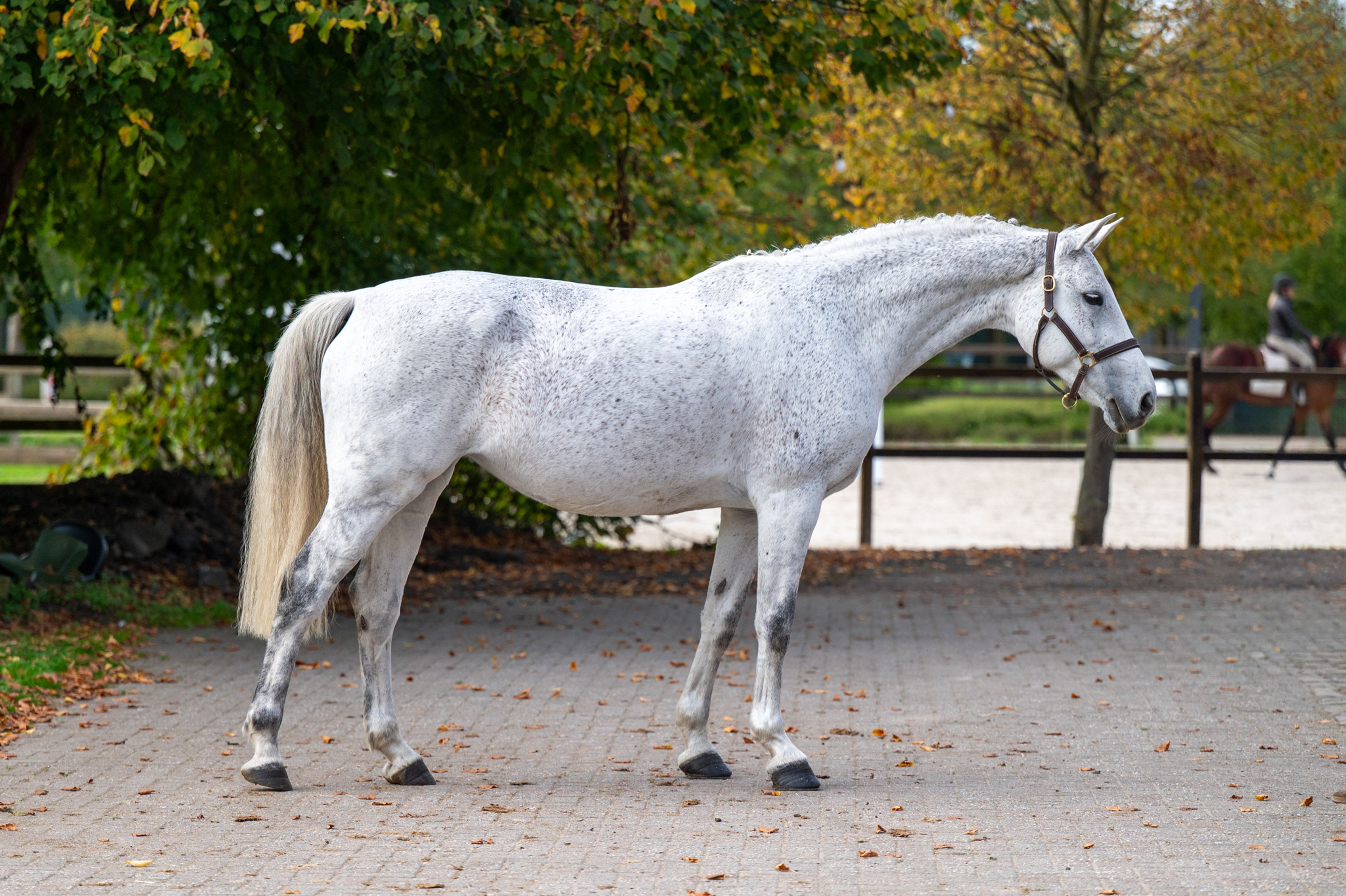 Helaiza (WARRANT x CASCO) - Image 3
