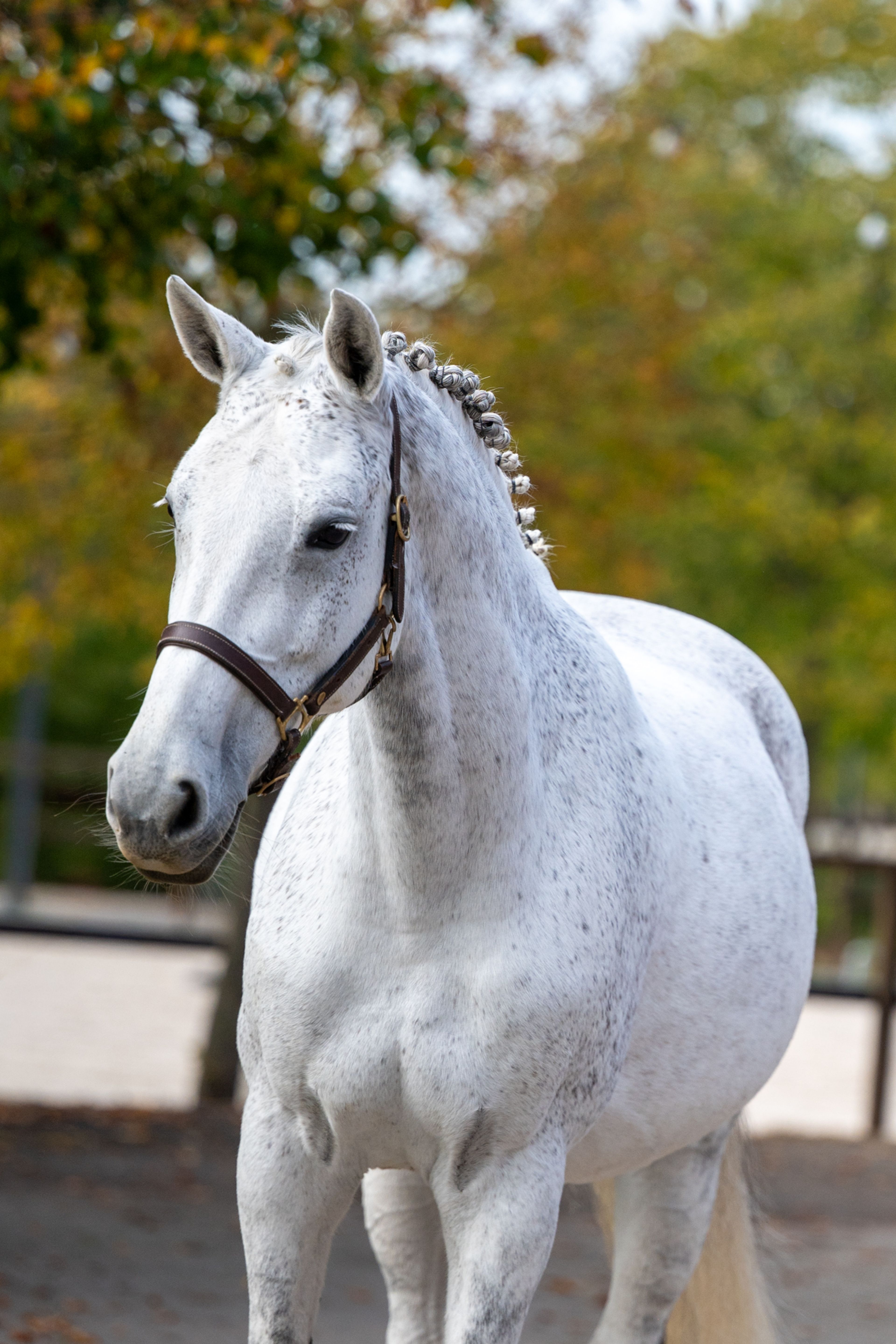 Helaiza (WARRANT x CASCO) - Image 5