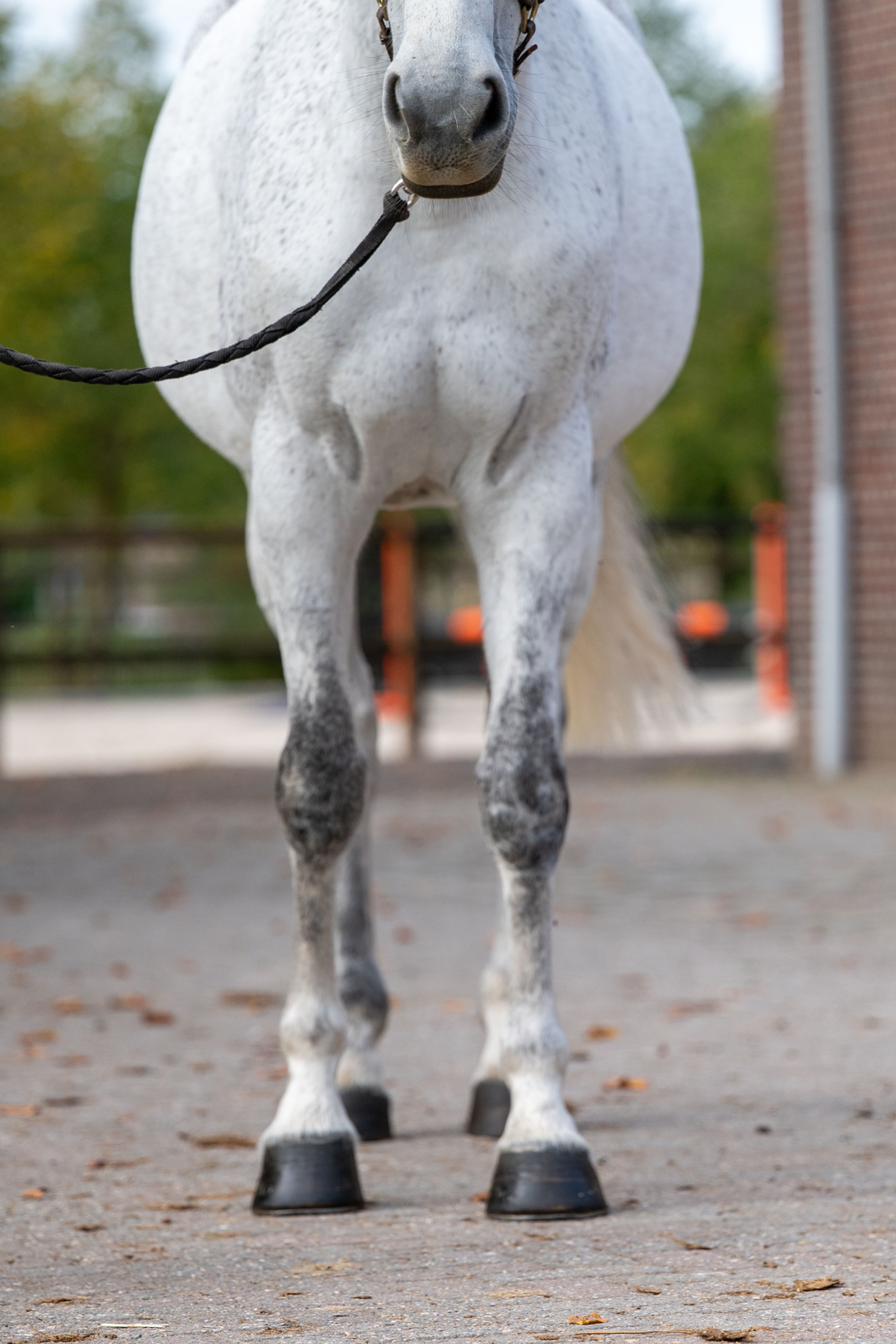 Helaiza (WARRANT x CASCO) - Image 6