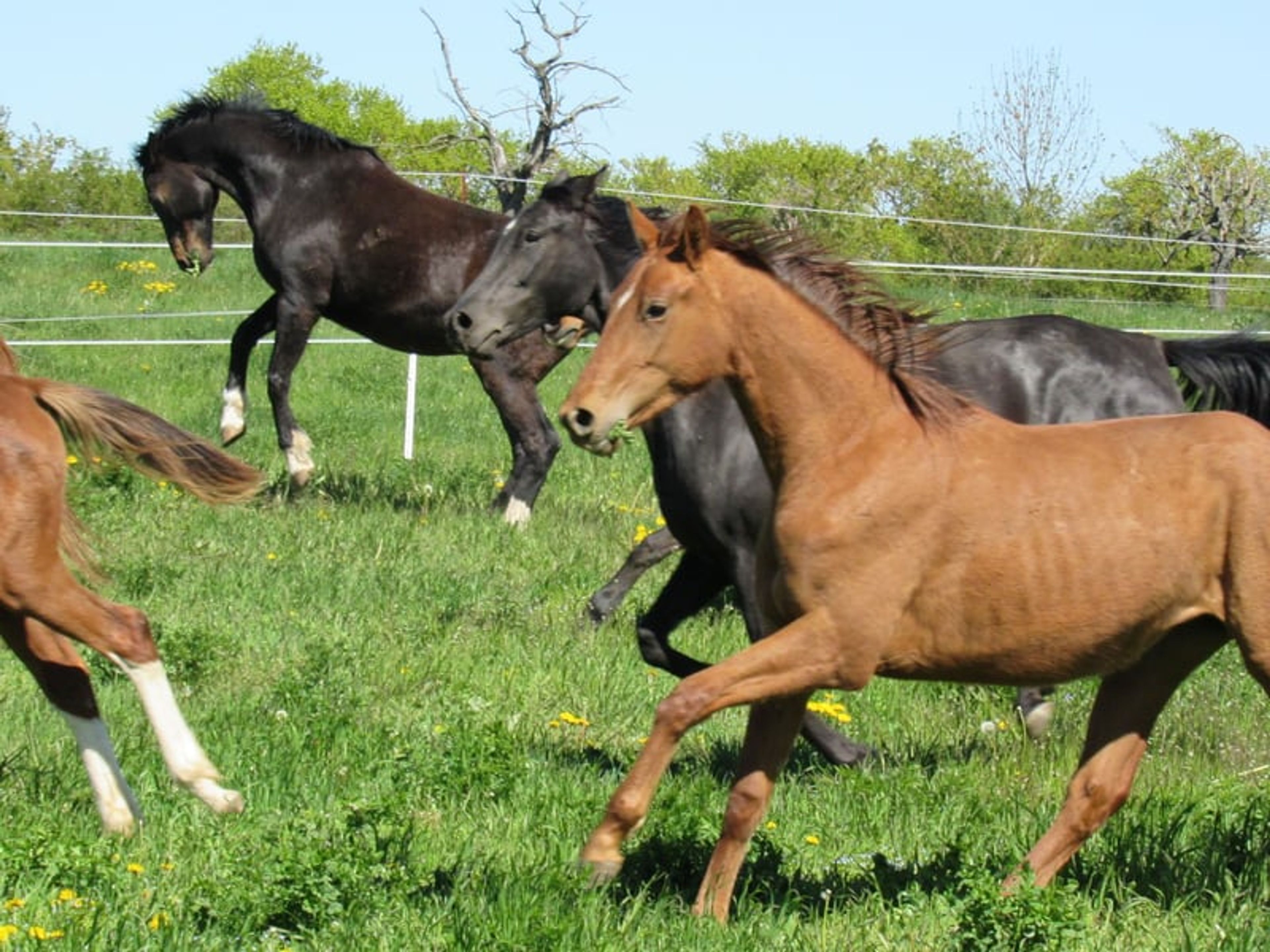 2-year-old mare by Most Wanted Nero