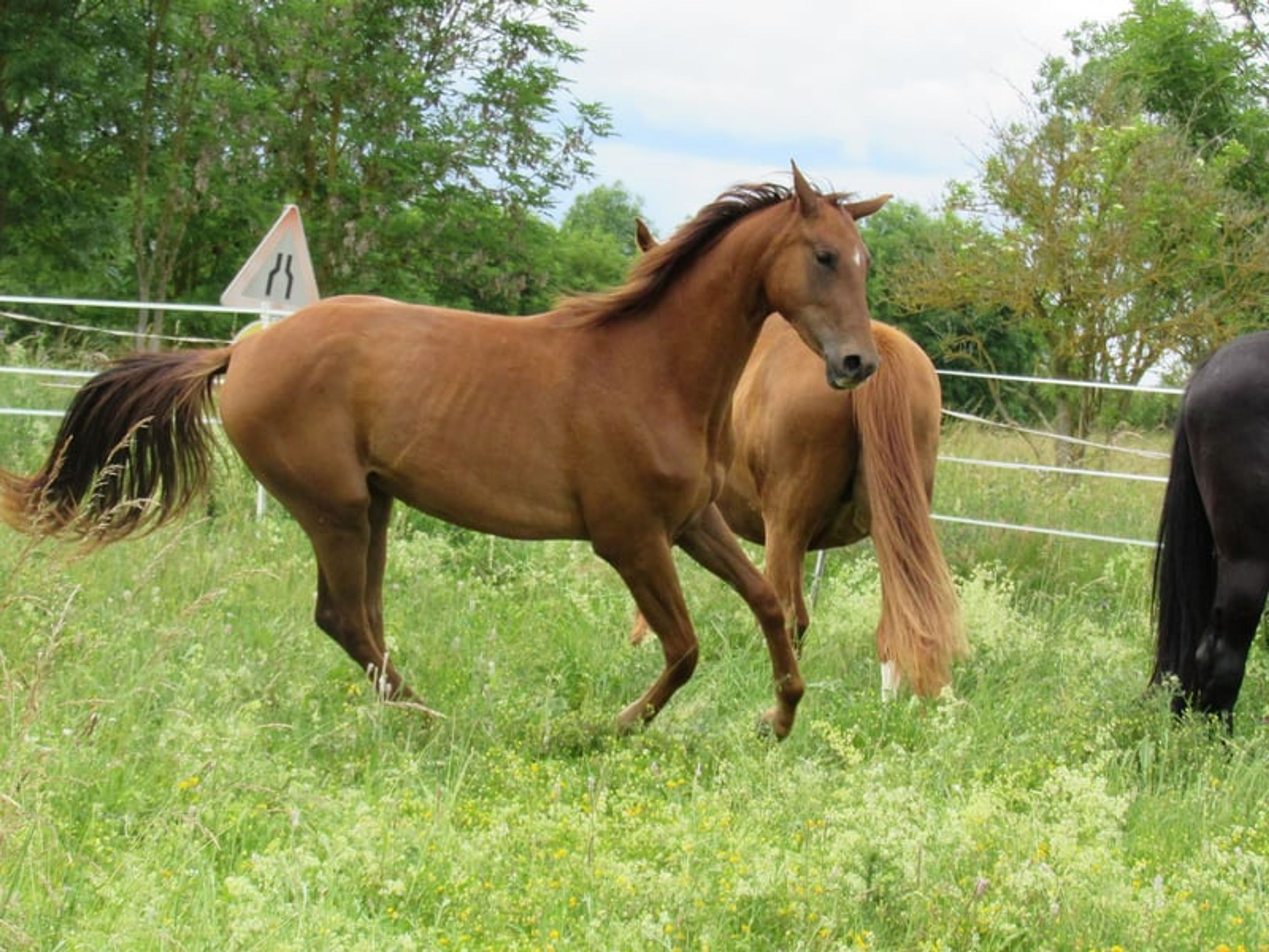 2-year-old mare by Most Wanted Nero - Image 2