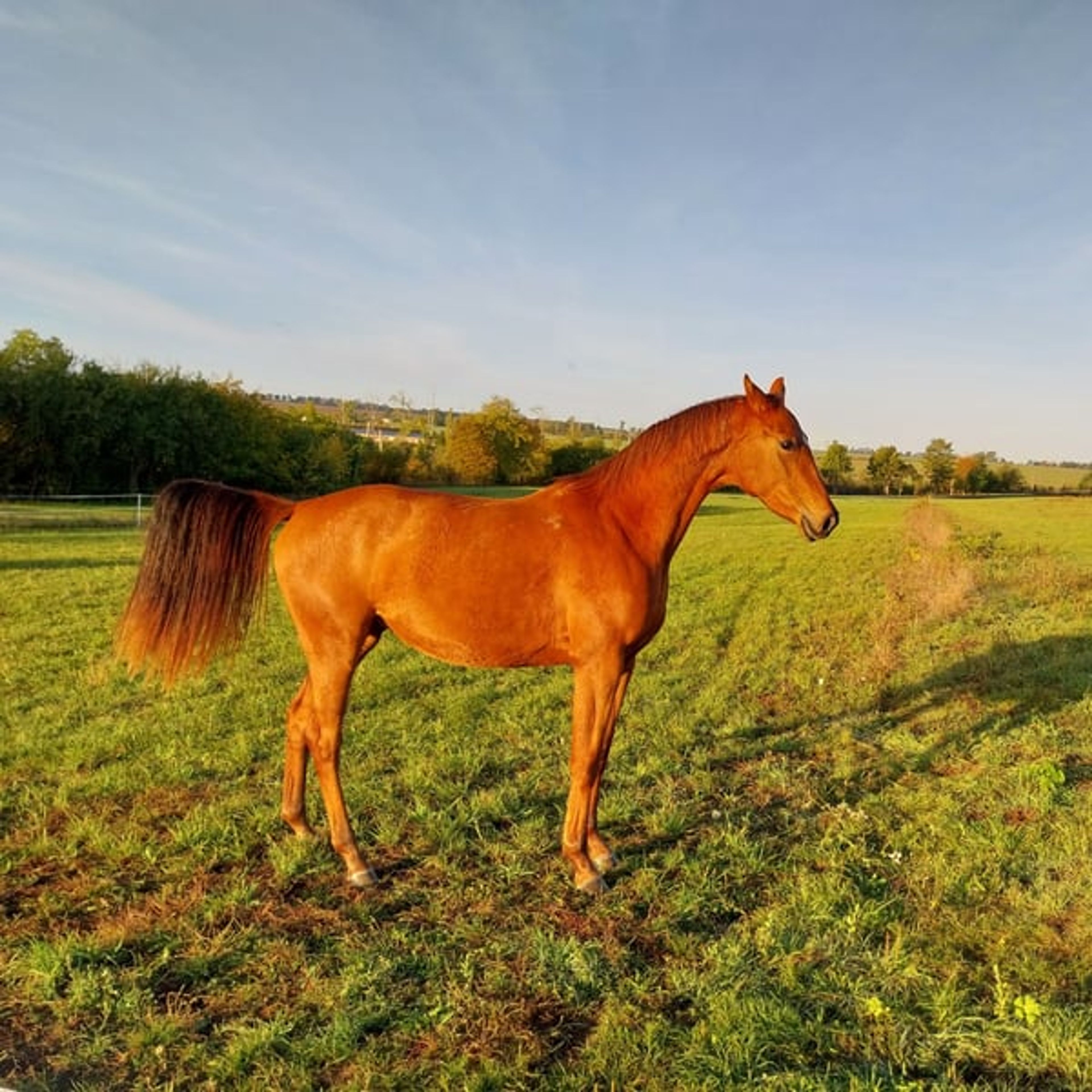 2-year-old mare by Most Wanted Nero - Image 3